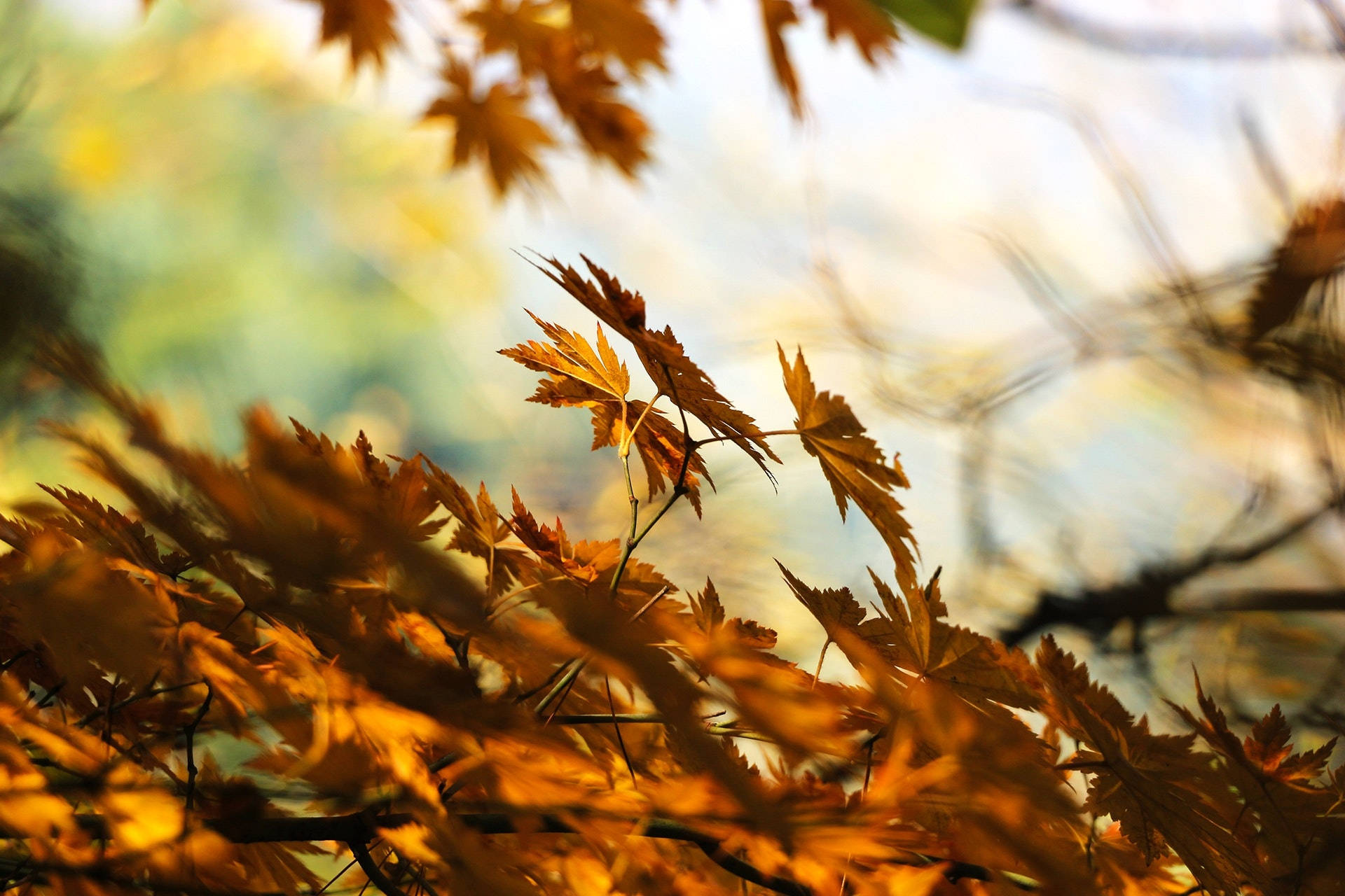 maples leaves, red, yellow, Full HD Desktop Wallpaper