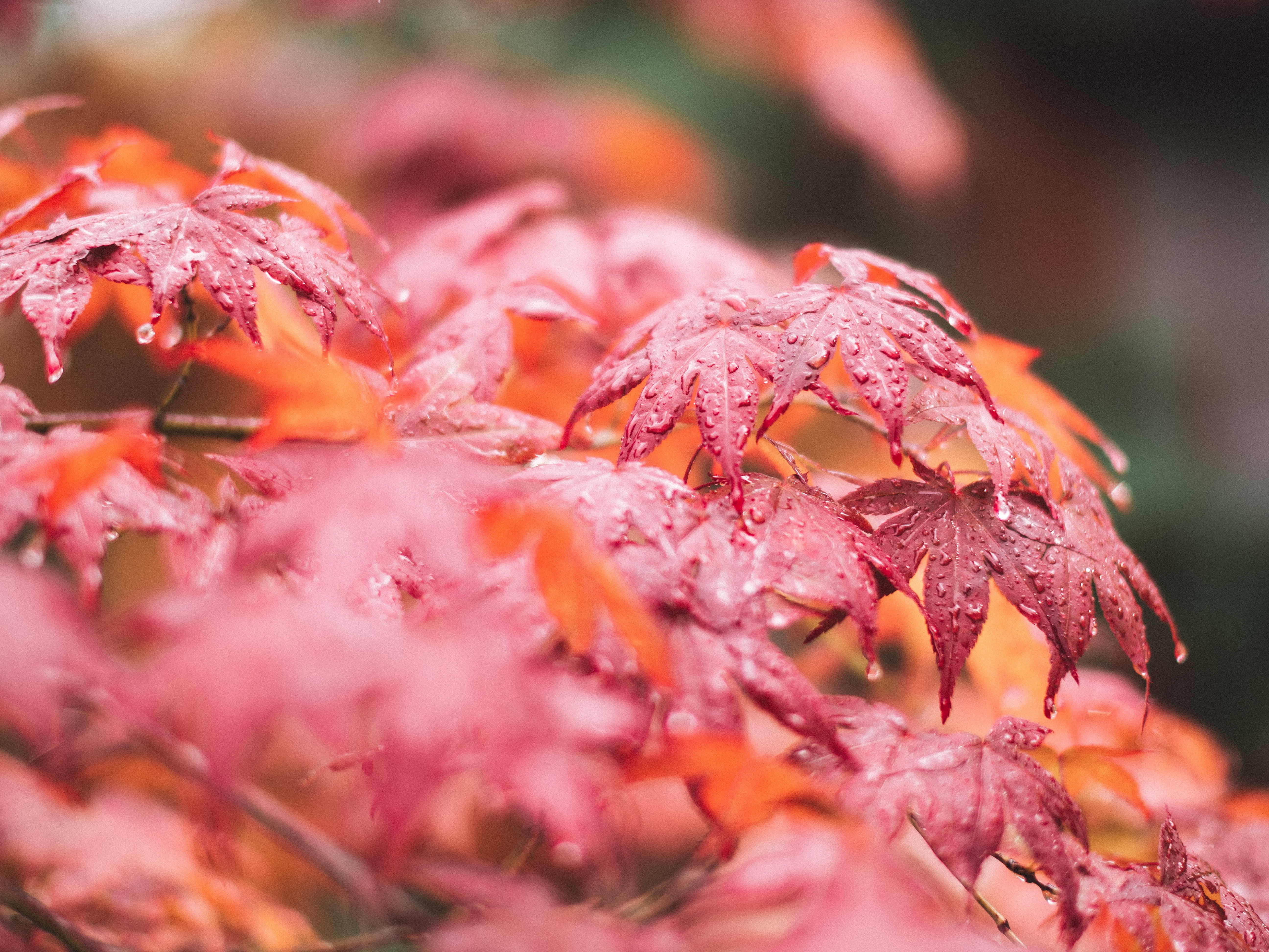 Maples Leaves, red maple leaves, raindrops, 5K Desktop Wallpaper