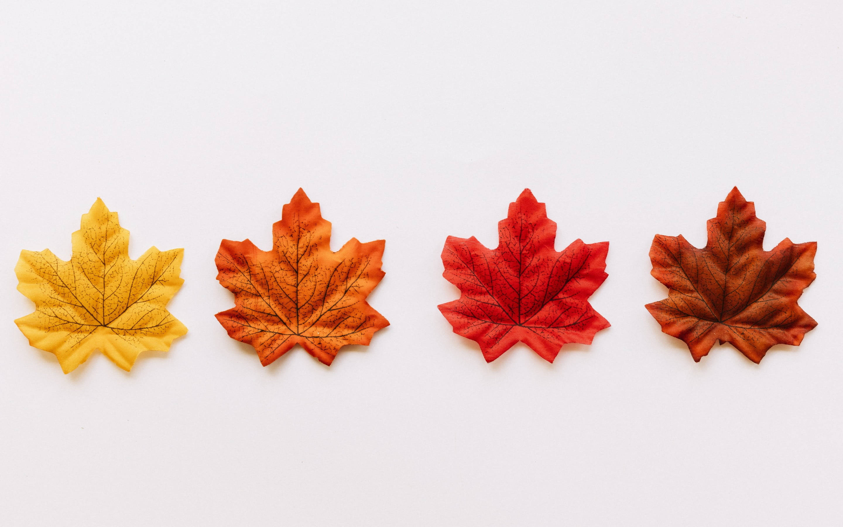 maples leaves, yellow, orange, 2K Desktop Wallpaper