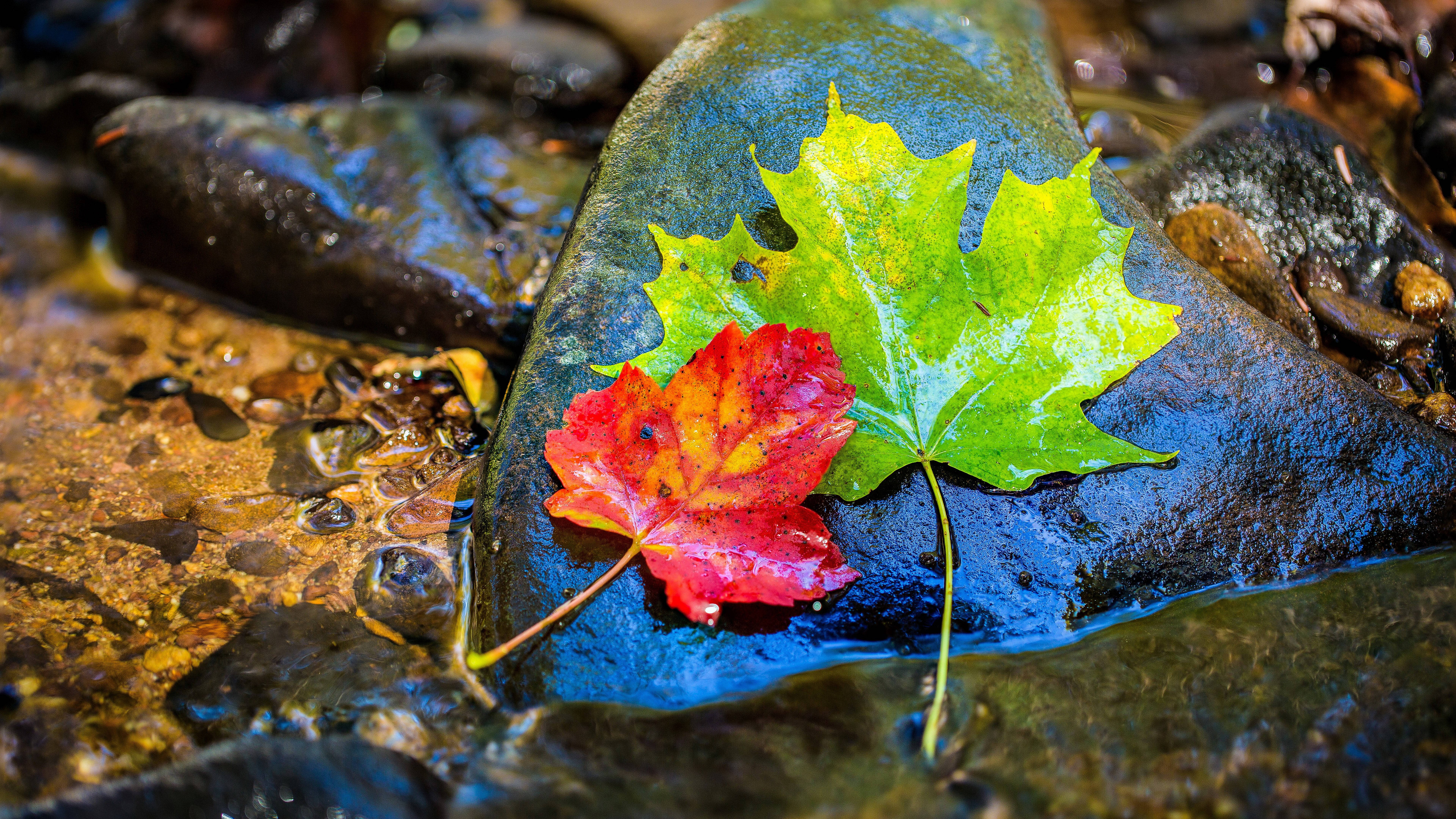 32K Ultra HD, nature, green and red maple leaves, 8K Desktop Wallpaper