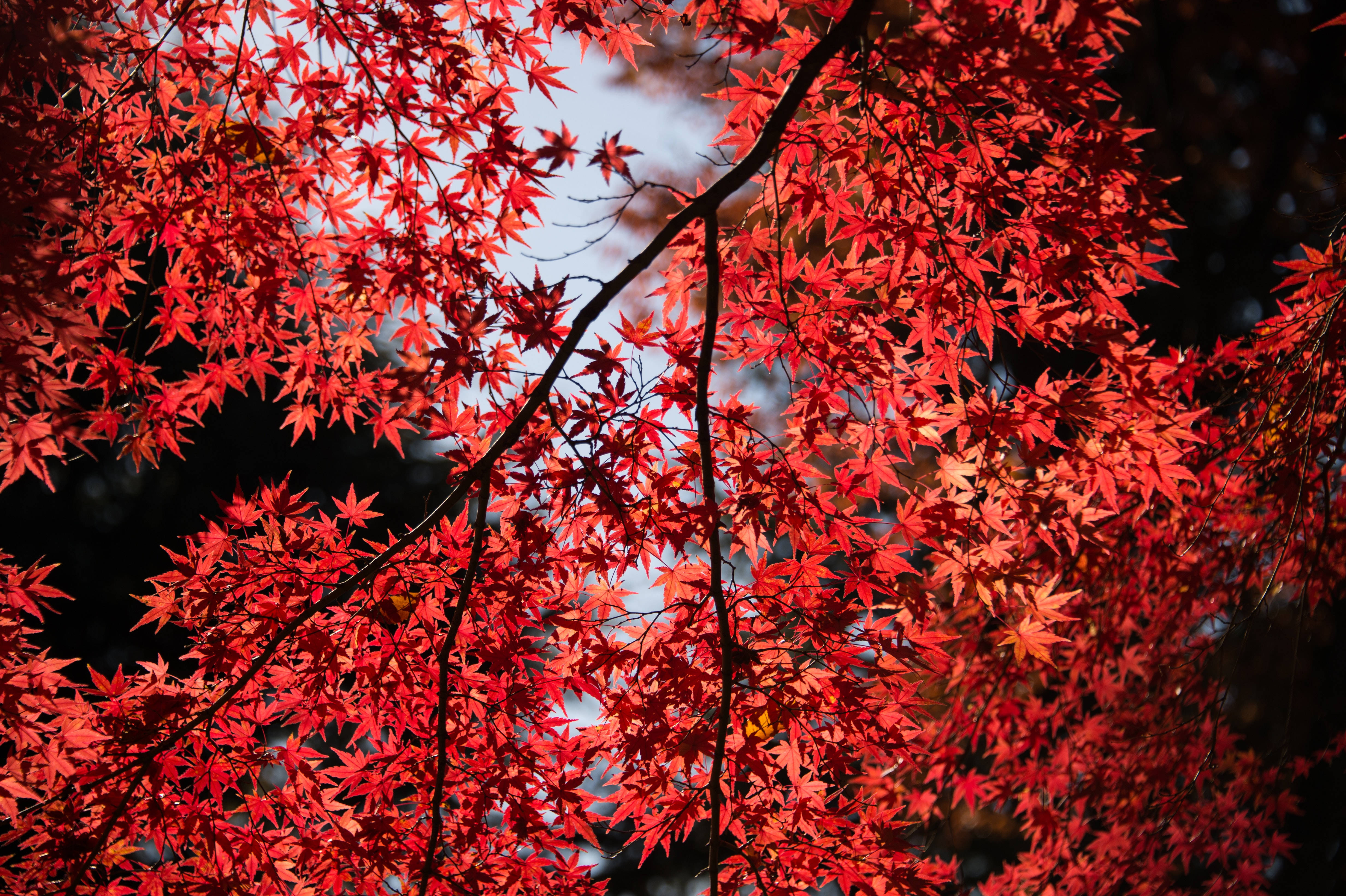 Canopy Of Maples Leaves, vibrant red maple leaves, soft blue sky, 4K Desktop Wallpaper