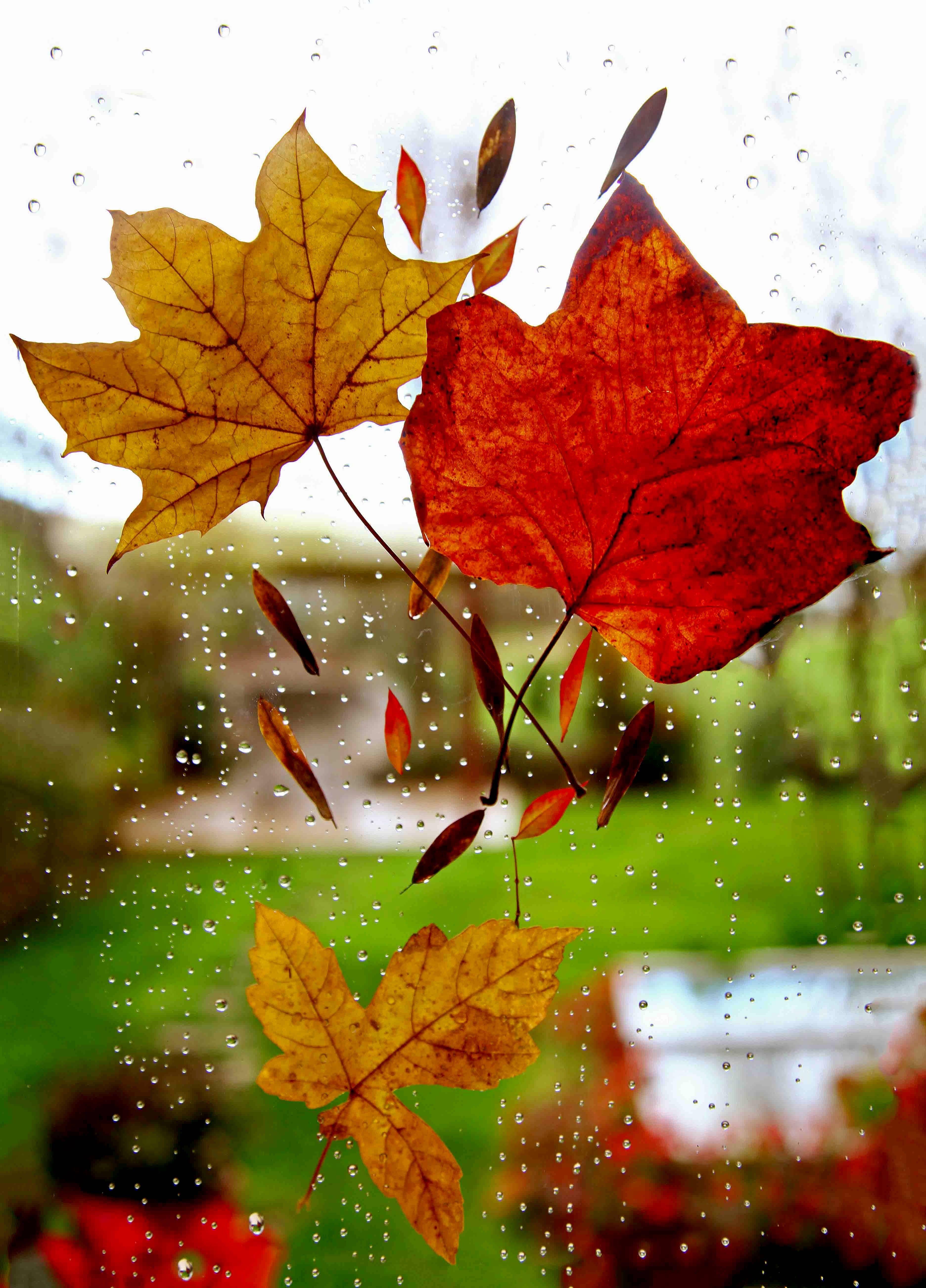 Maples Leaves, window, autumn leaves, 5K Phone Wallpaper