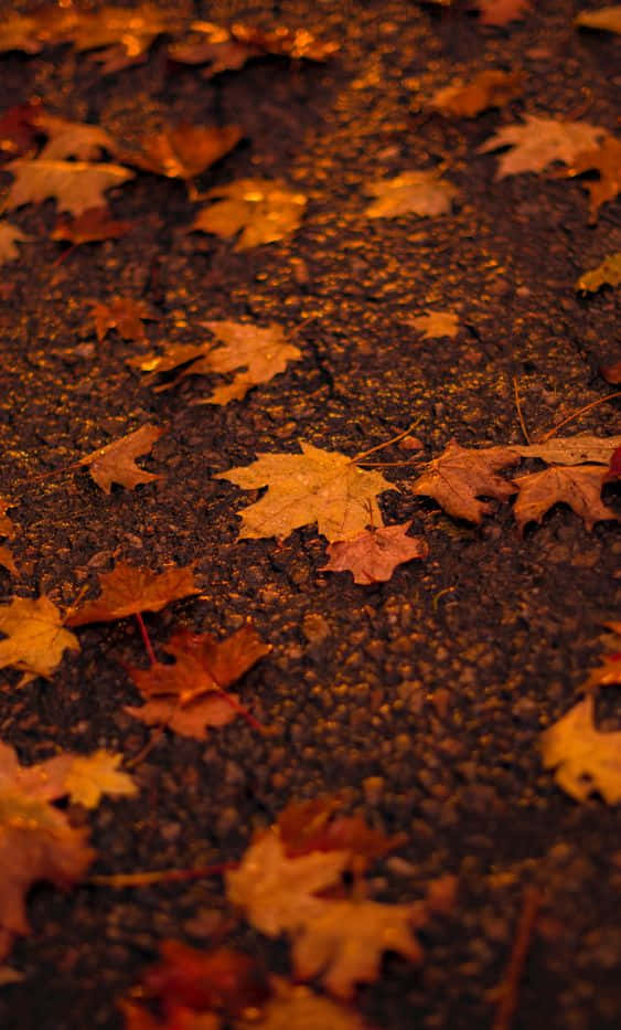 Pinterest Autumn, Golden maple leaves, dark textured pavement, SD Phone Wallpaper