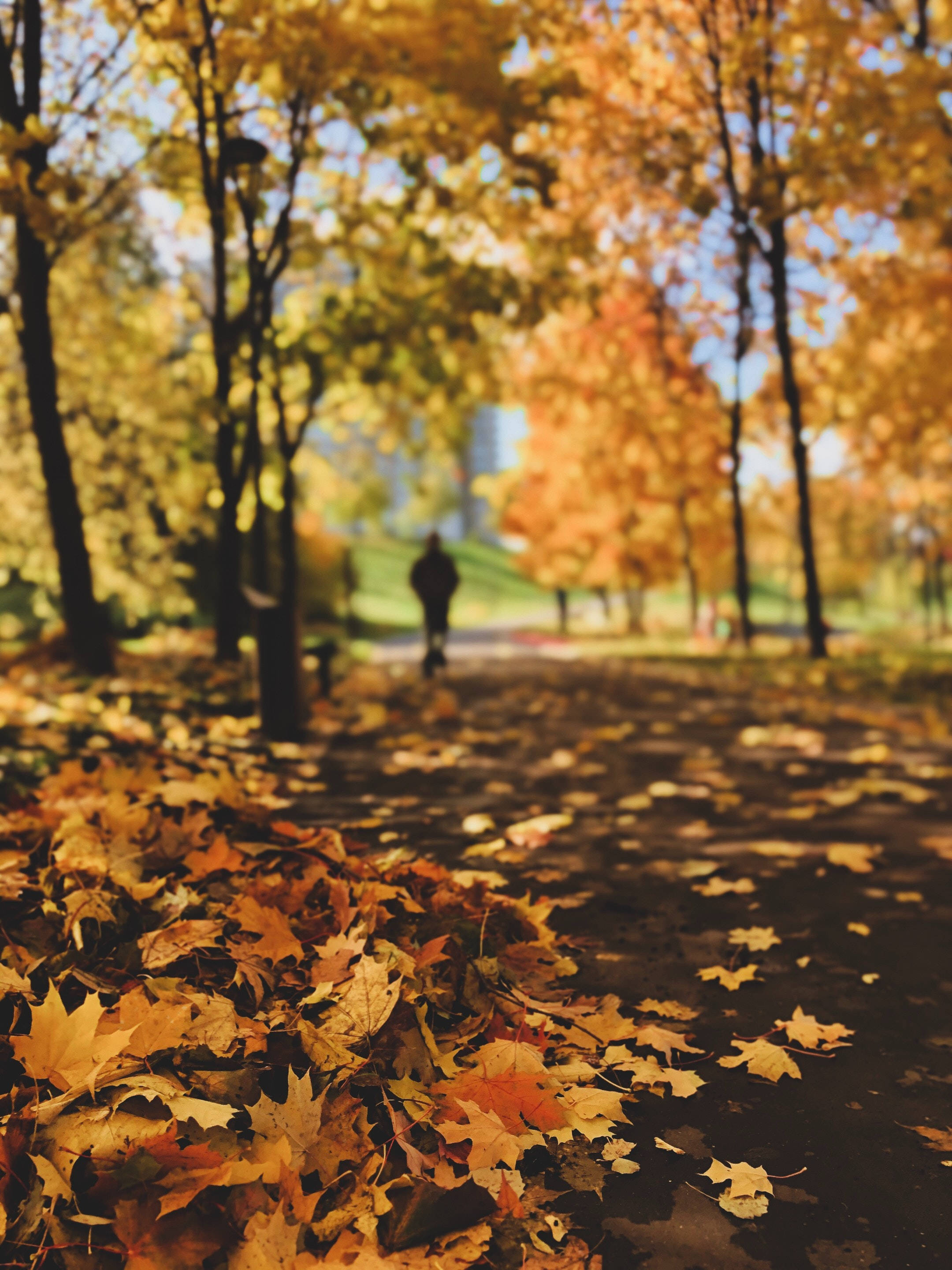 Maples Leaves, path, golden maple leaves, 2K Phone Wallpaper