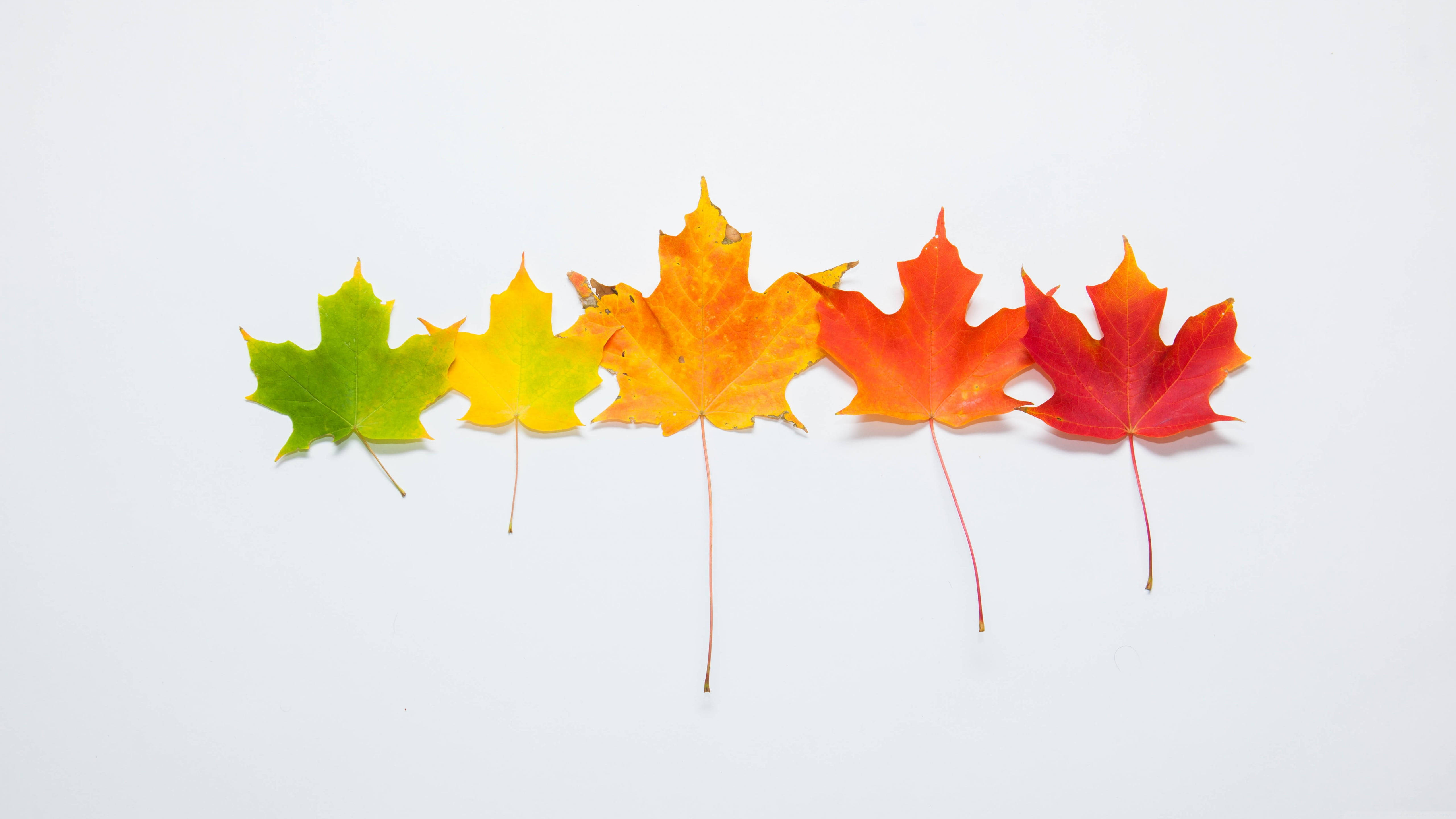 minimalist tablet, autumn maple leaf, gradient autumn hues, 5K Desktop Wallpaper