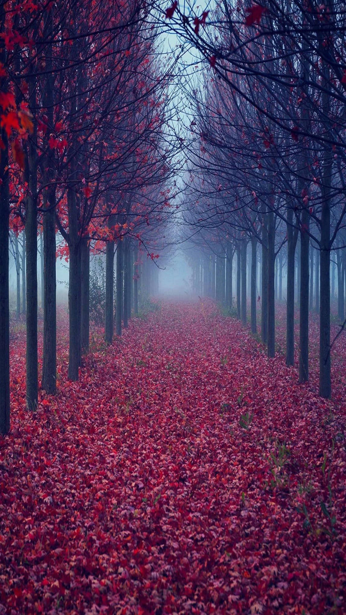 autumn, maples leaves path, tall trees, Full HD Phone Wallpaper