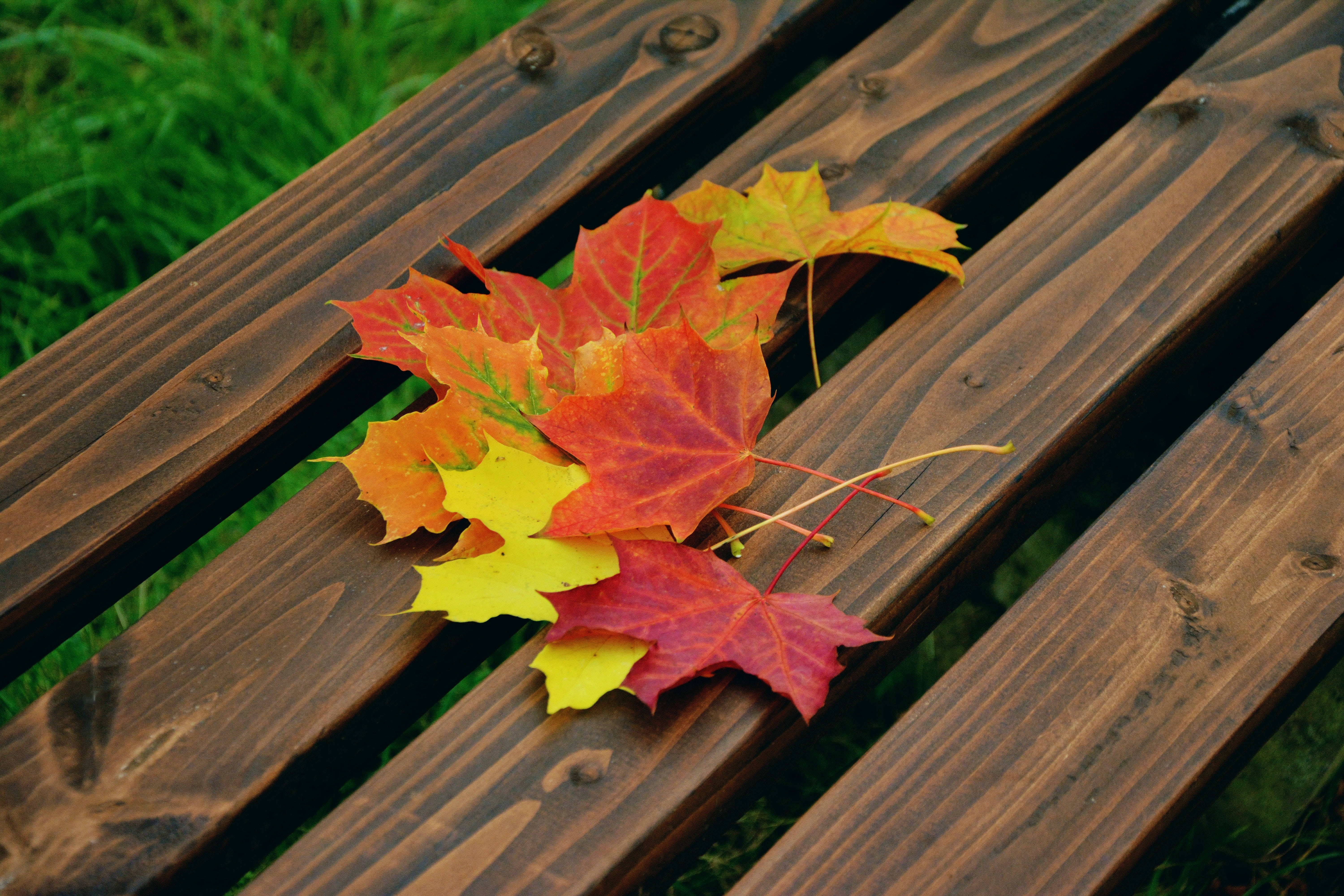 Maples Leaves, bench, weathered wooden bench, 5K Desktop Wallpaper
