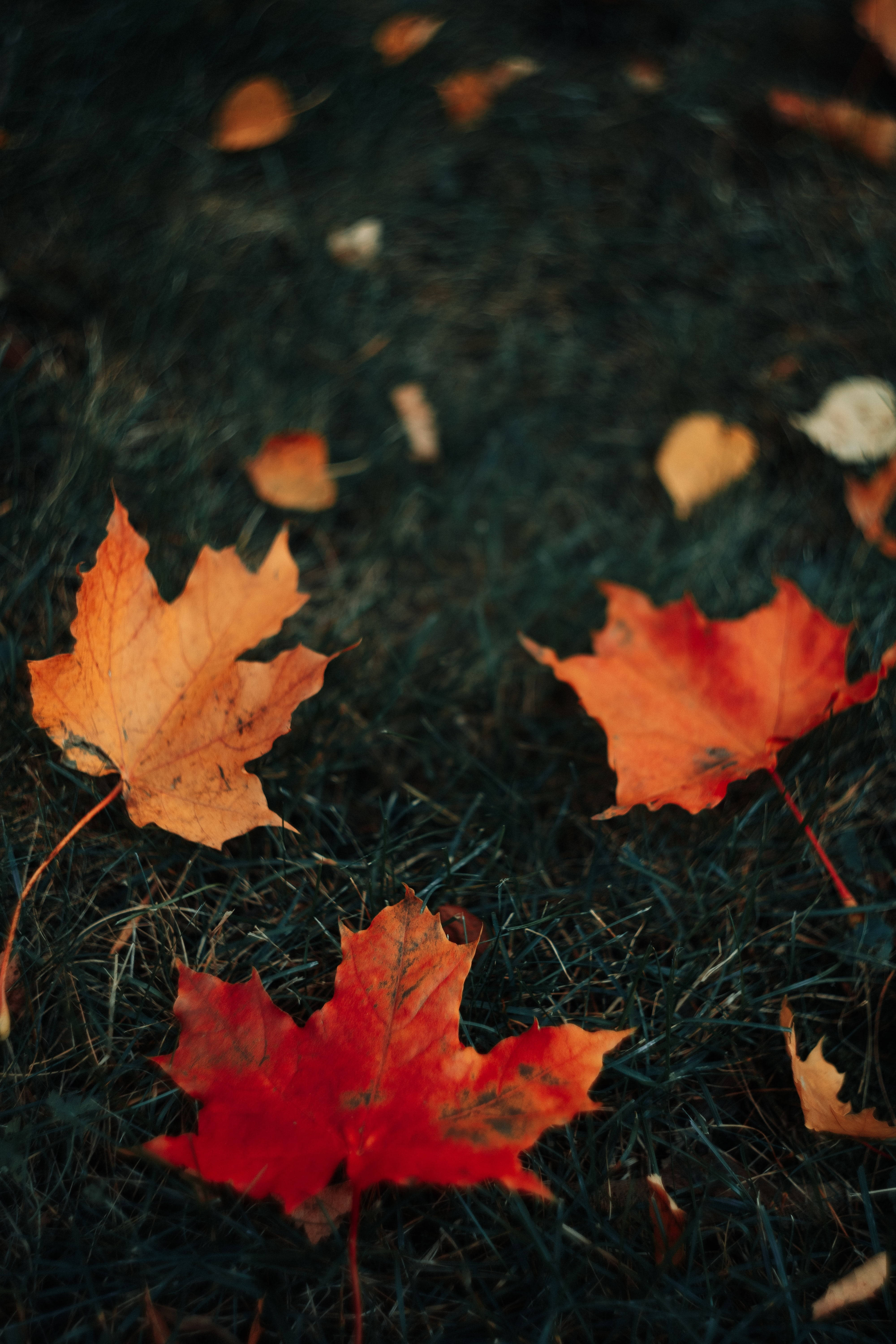 maples leaves, grassy ground, vibrant red, 5K Phone Wallpaper