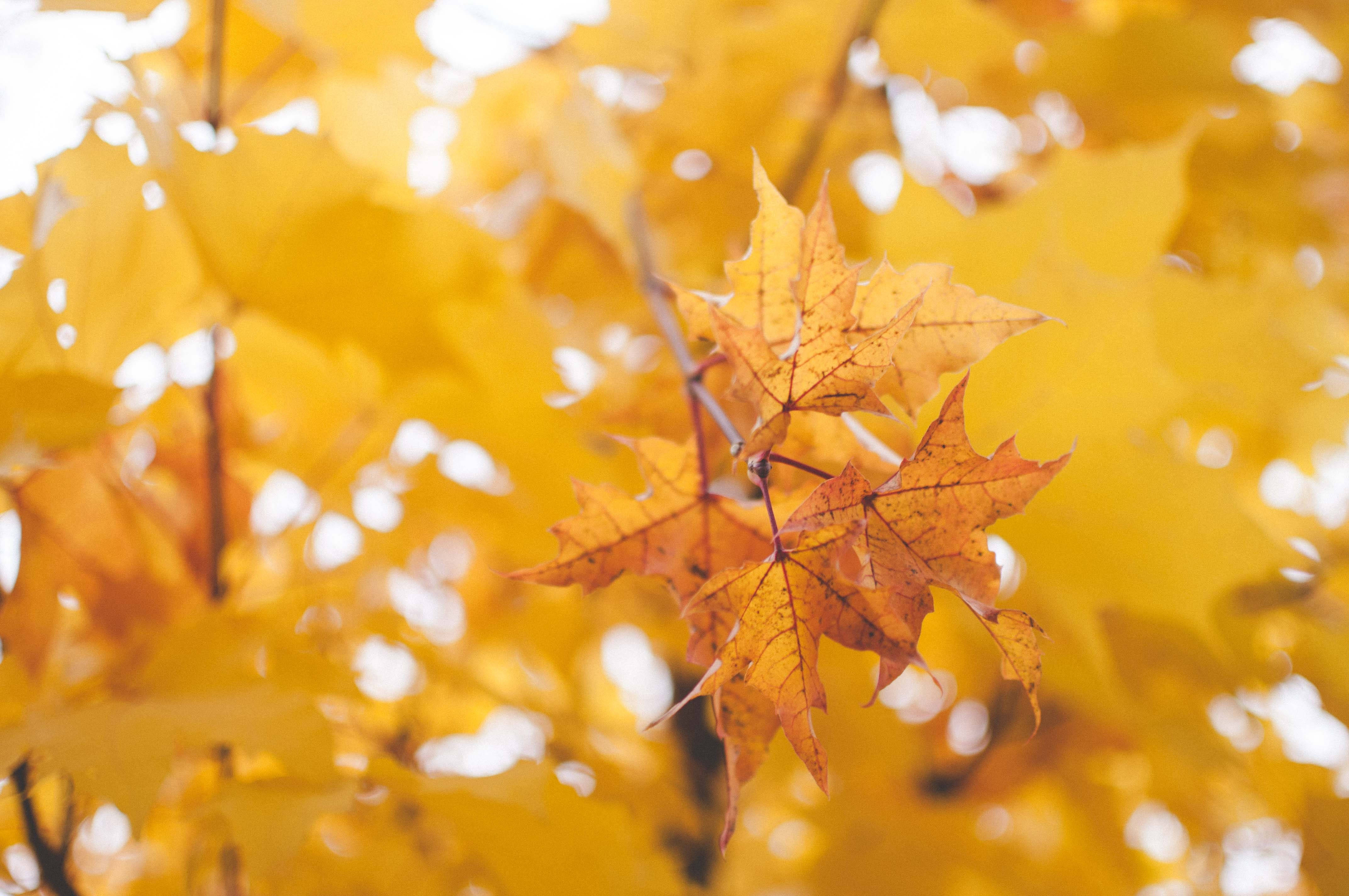 Golden Maples Leaves, golden maple leaves, bright sky, 4K Desktop Wallpaper