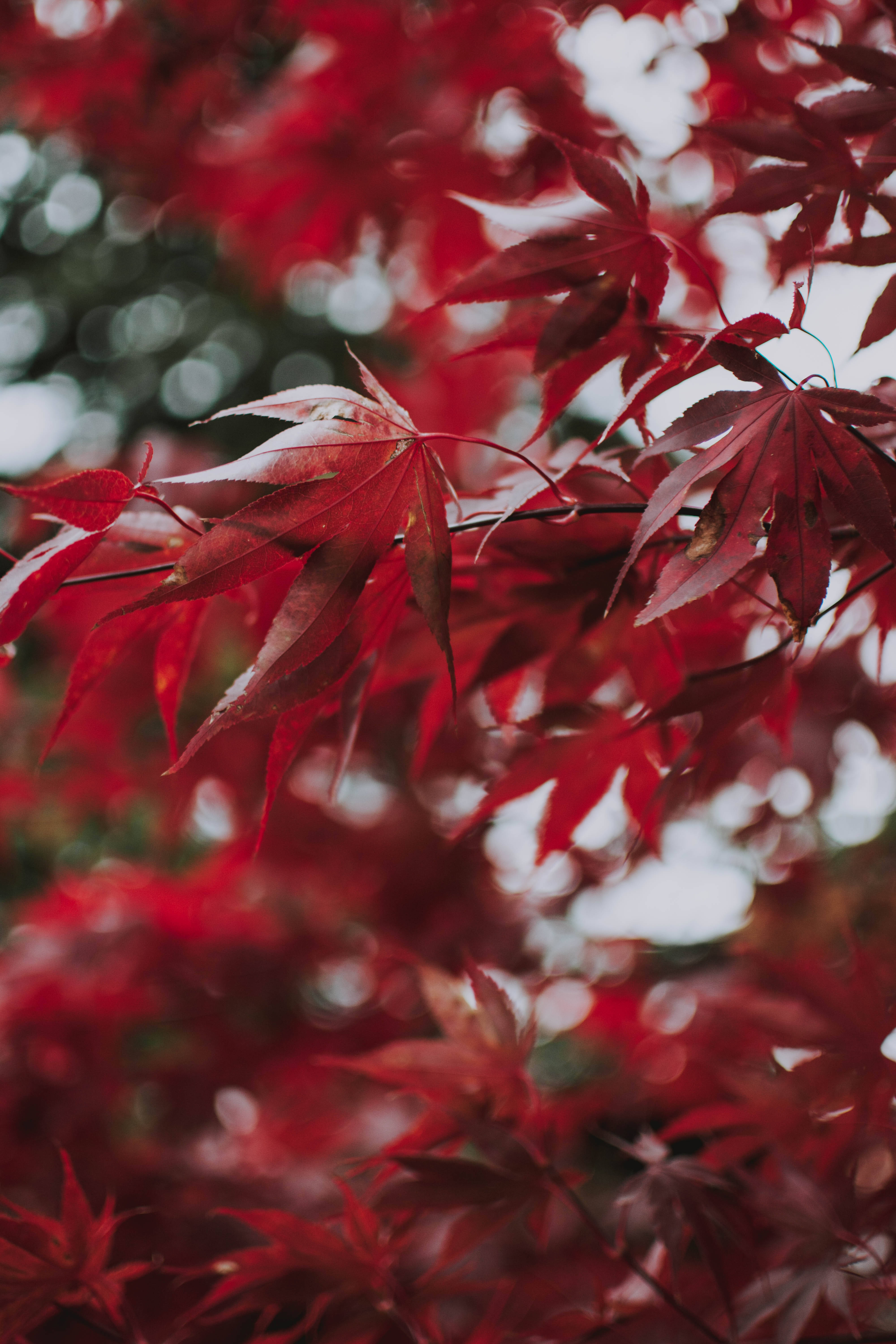 red maples leaves, vibrant red, delicate veins, 5K Phone Wallpaper