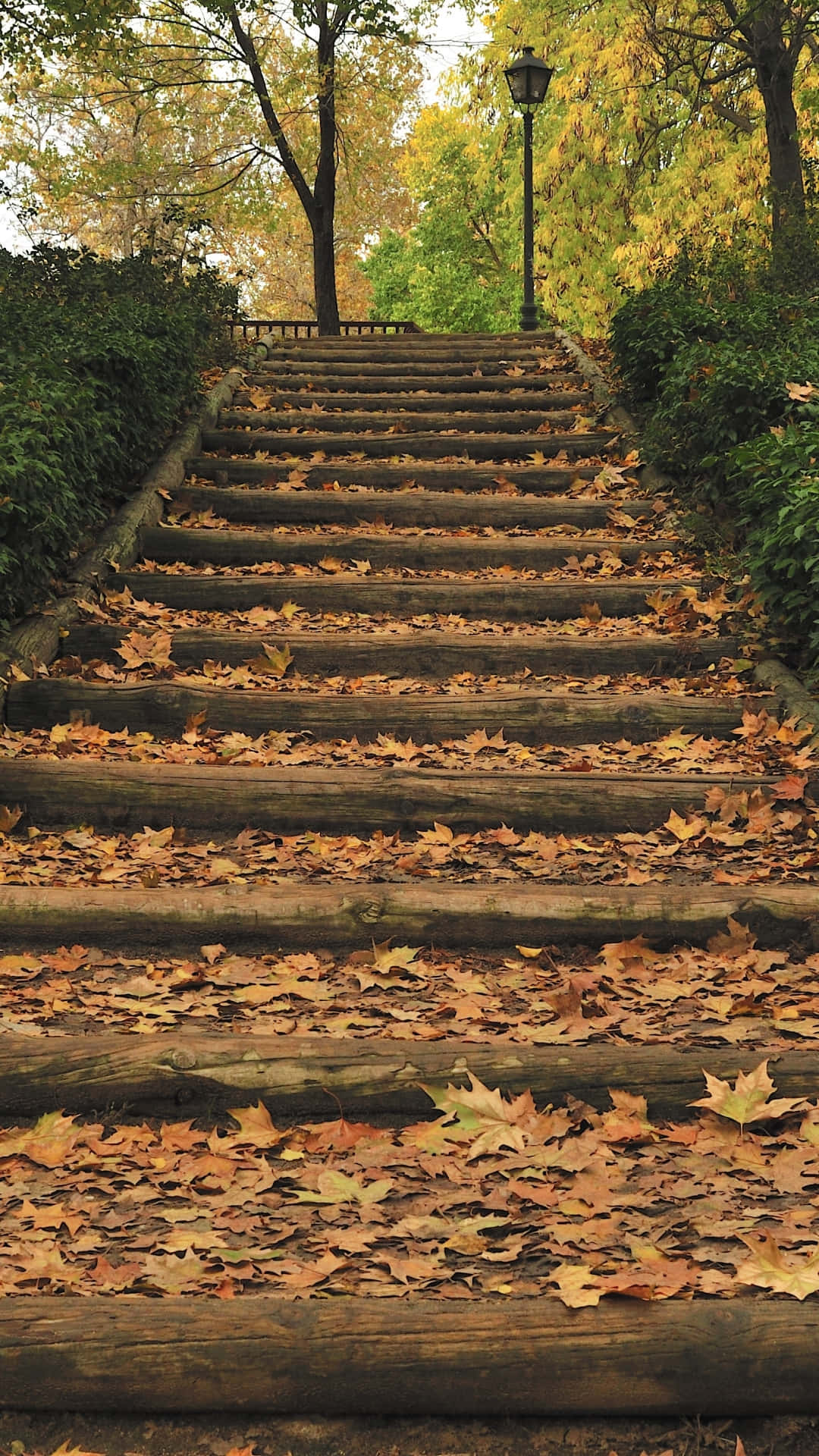 wooden staircase, golden autumn leaves, forested path, Full HD Phone Wallpaper