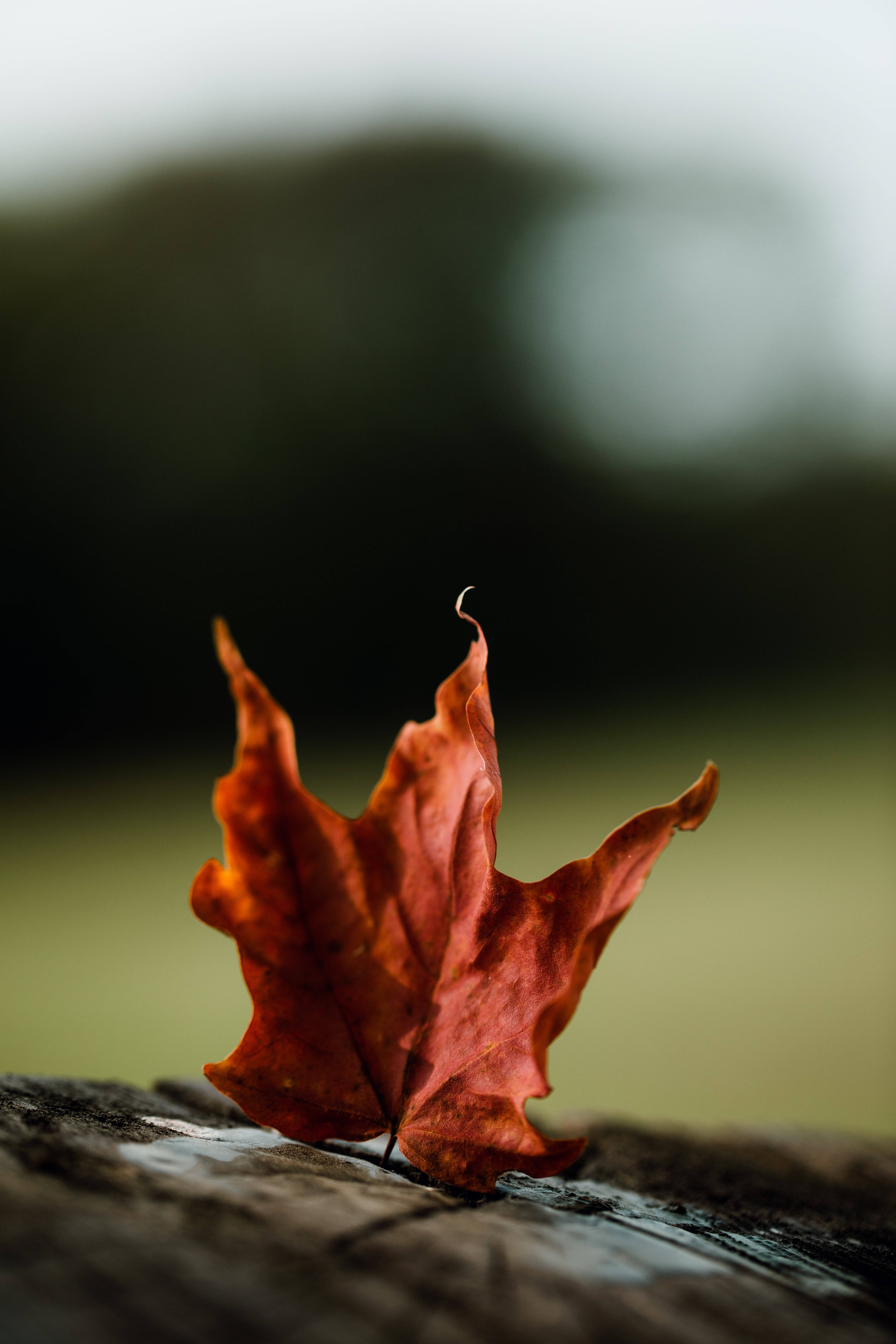 Standing Maples Leaves, crisp red maple leaf, weathered wood, 5K Phone Wallpaper