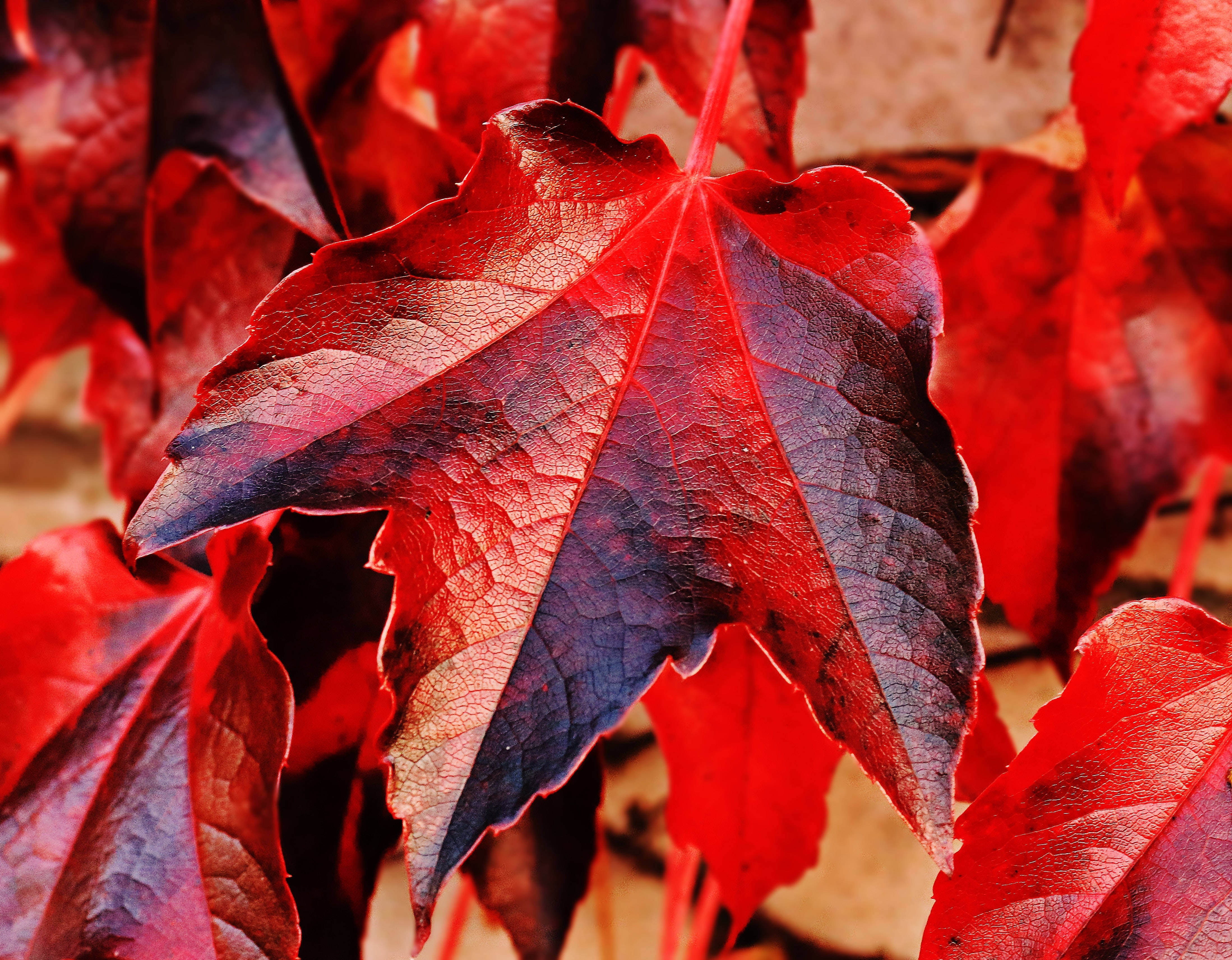 bright red maples leaves, vibrant red maple leaf, deep purple veins, 4K Desktop Wallpaper
