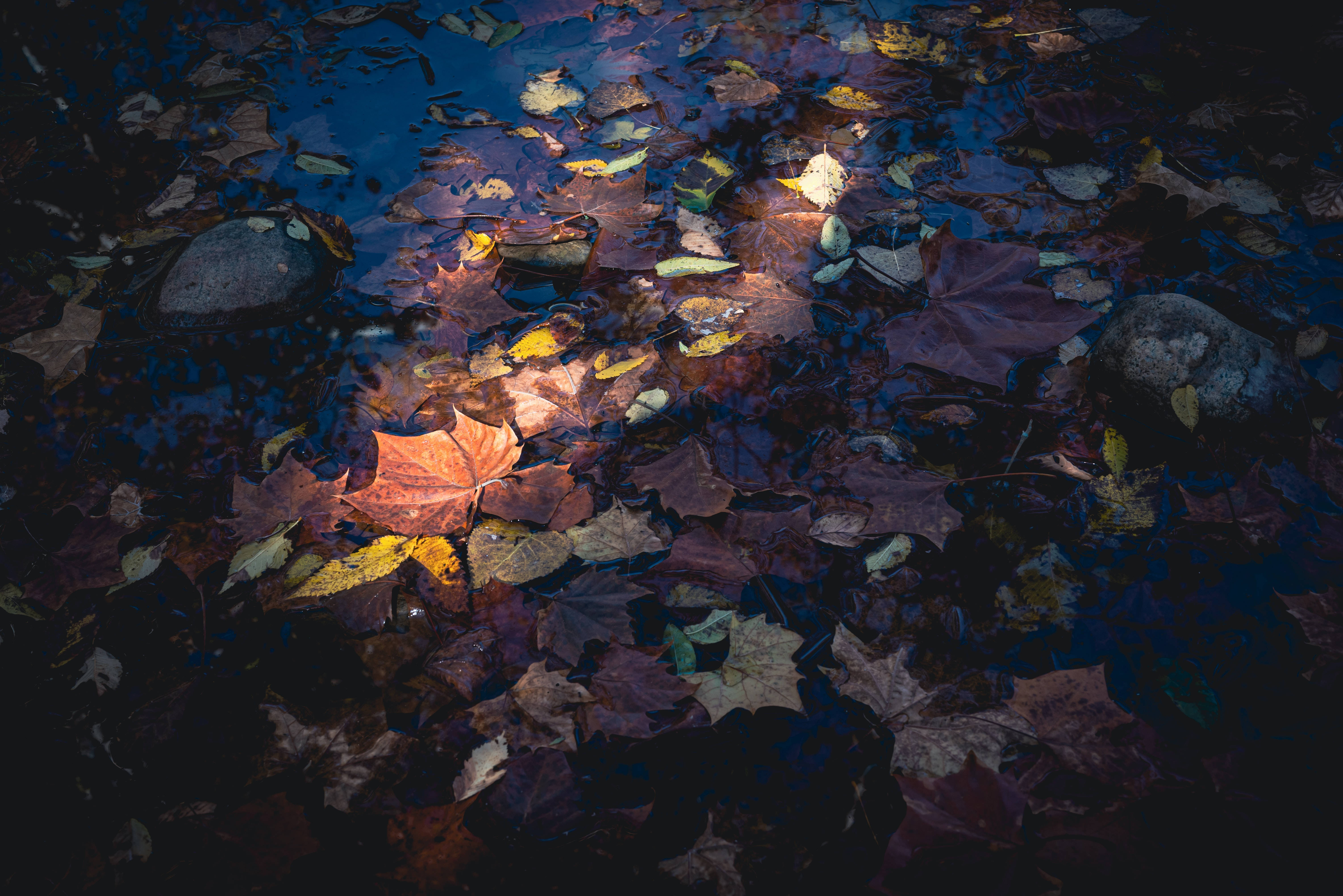 Maples Leaves, puddle, autumn leaves, 5K Desktop Wallpaper