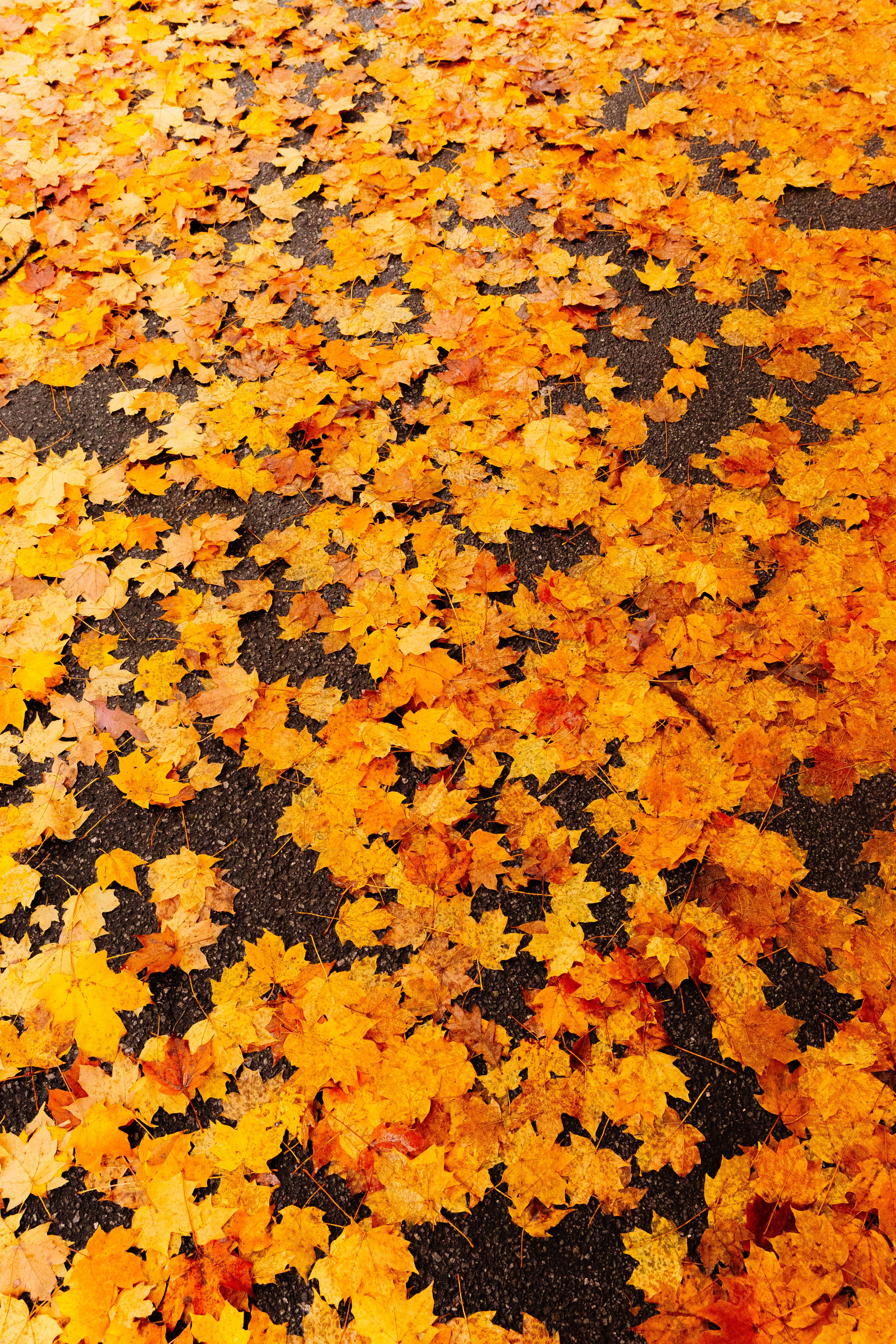 Maples Leaves, orange, yellow, 5K Phone Wallpaper