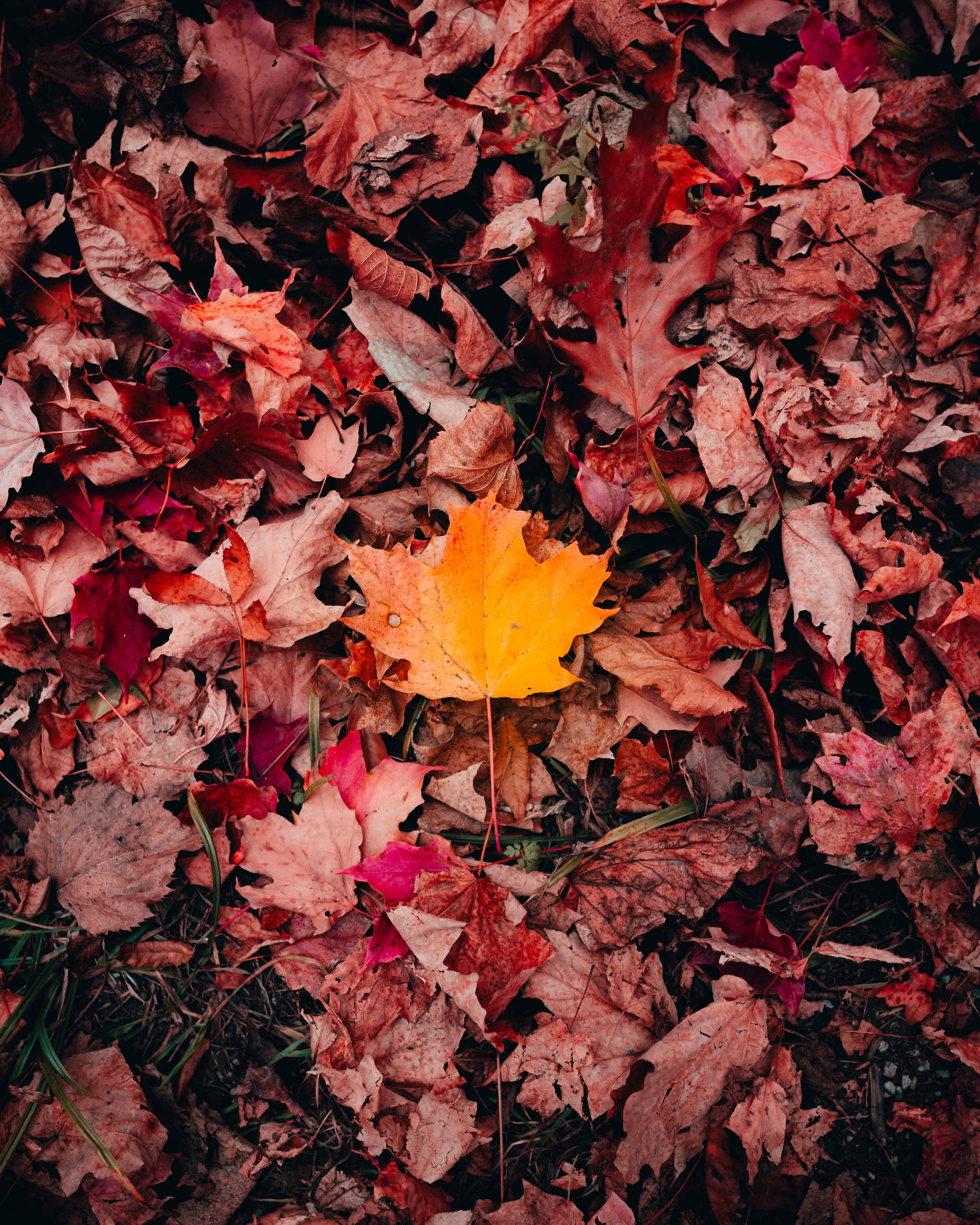 red and orange maples leaves, vibrant yellow maple leaf, muted red and brown autumn leaves, 4K Phone Wallpaper
