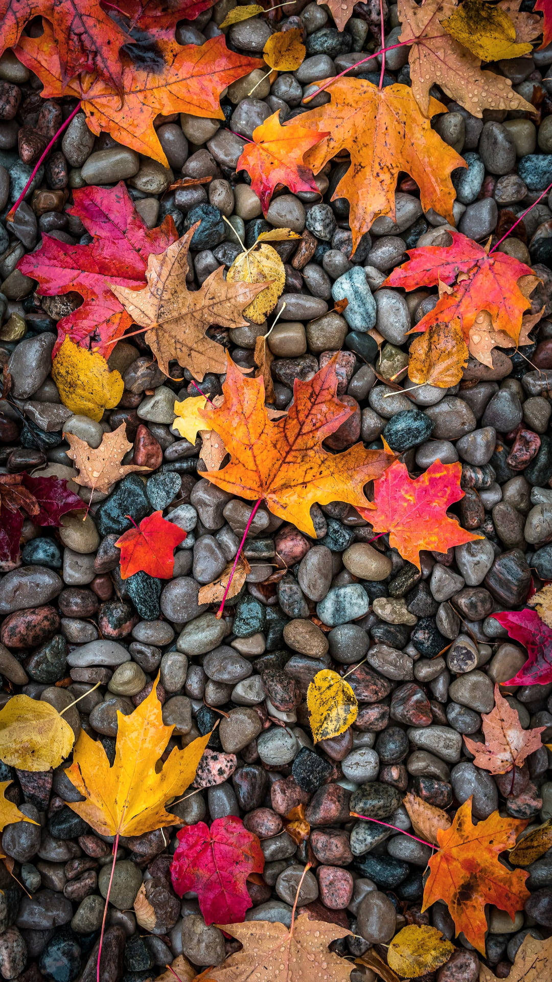 Maples Leaves, pebbles, fiery red orange, Full HD Phone Wallpaper