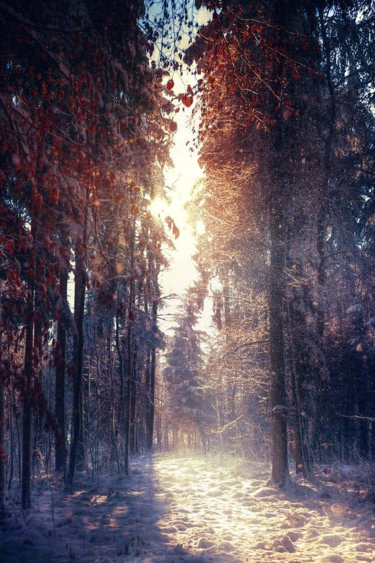 Tall Maple Trees, sunlight, snow-dusted trees, SD Phone Wallpaper