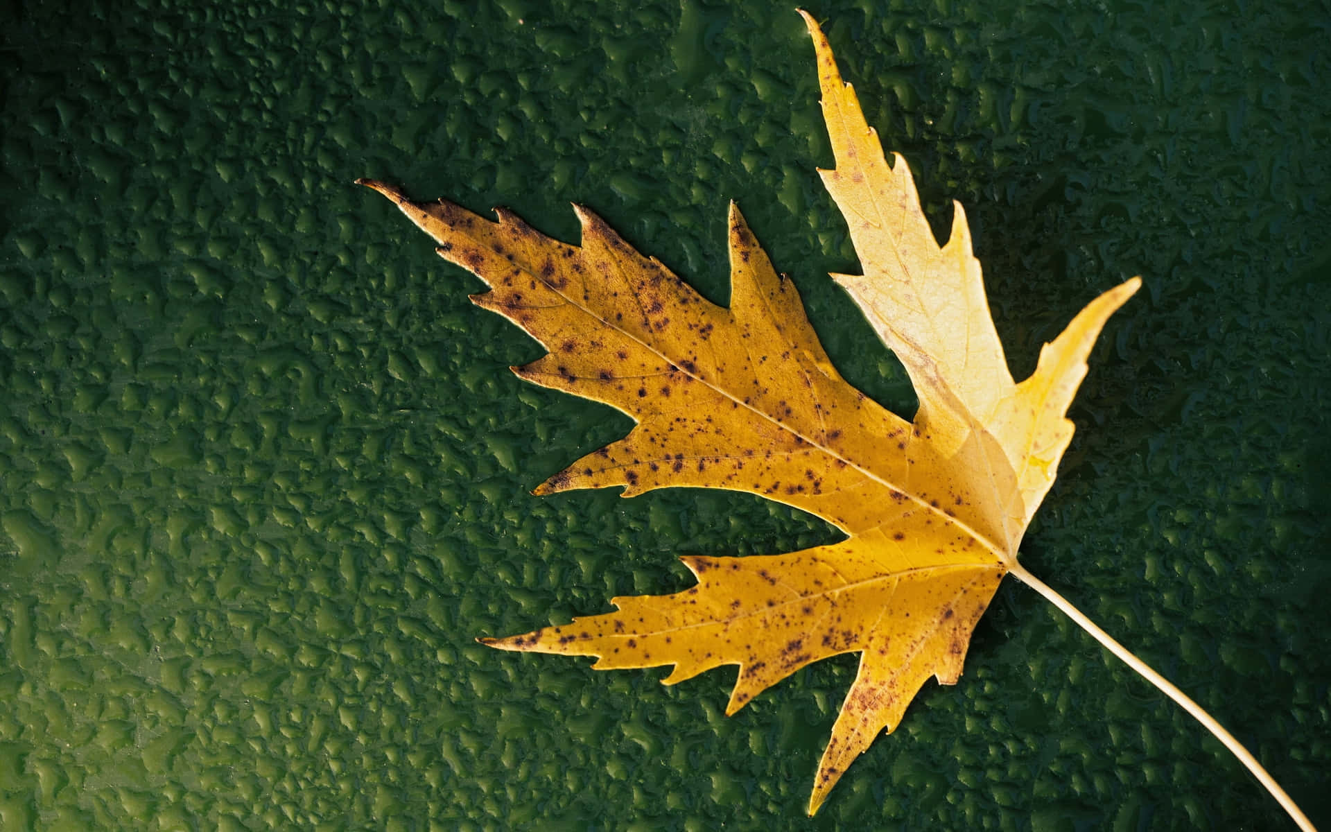 cute dry maple leaf, yellow maple leaf, brown spots, Full HD Desktop Wallpaper
