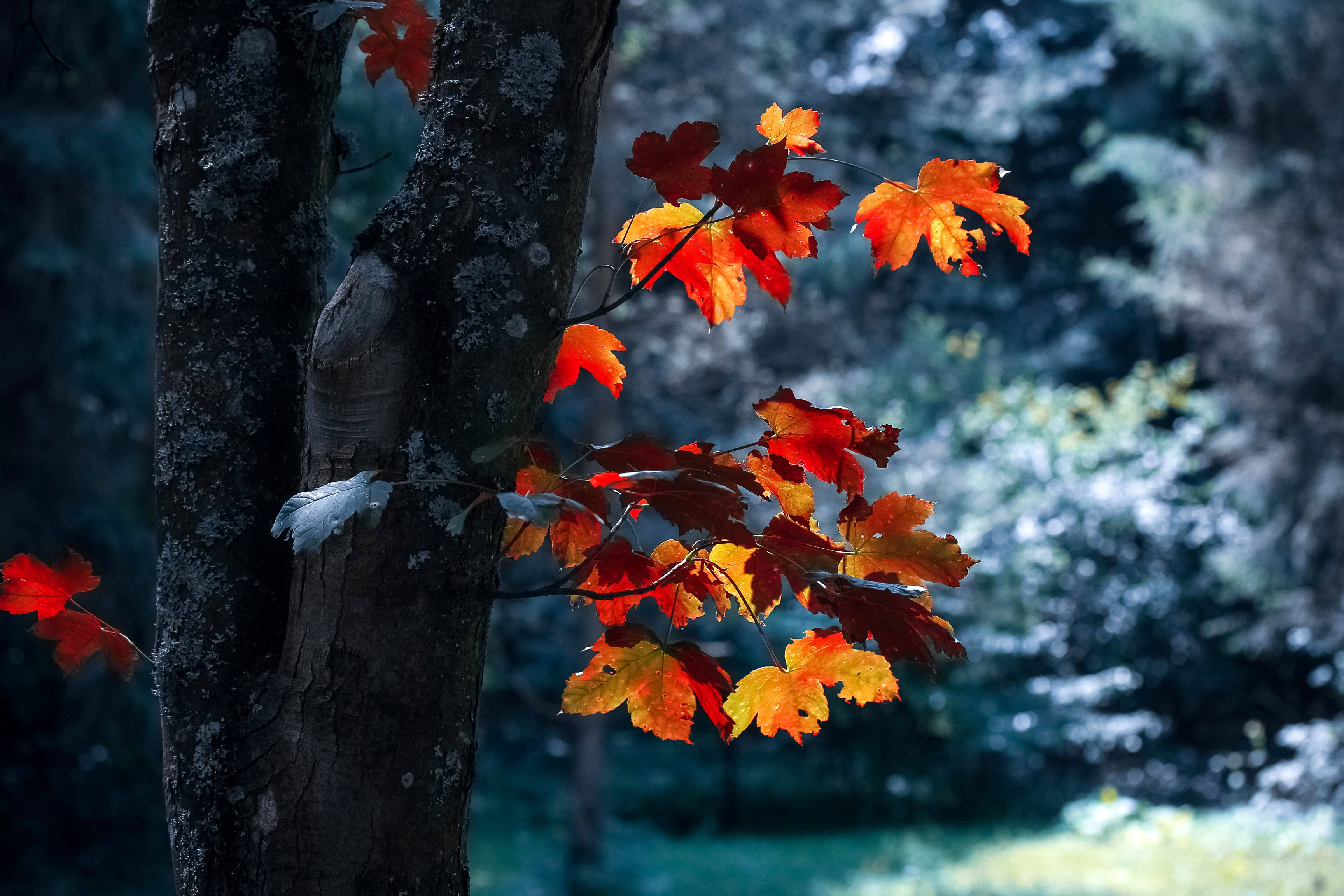 Big 3D Desktop Maple Leaves, orange maple leaves, red maple leaves, 2K Desktop Wallpaper
