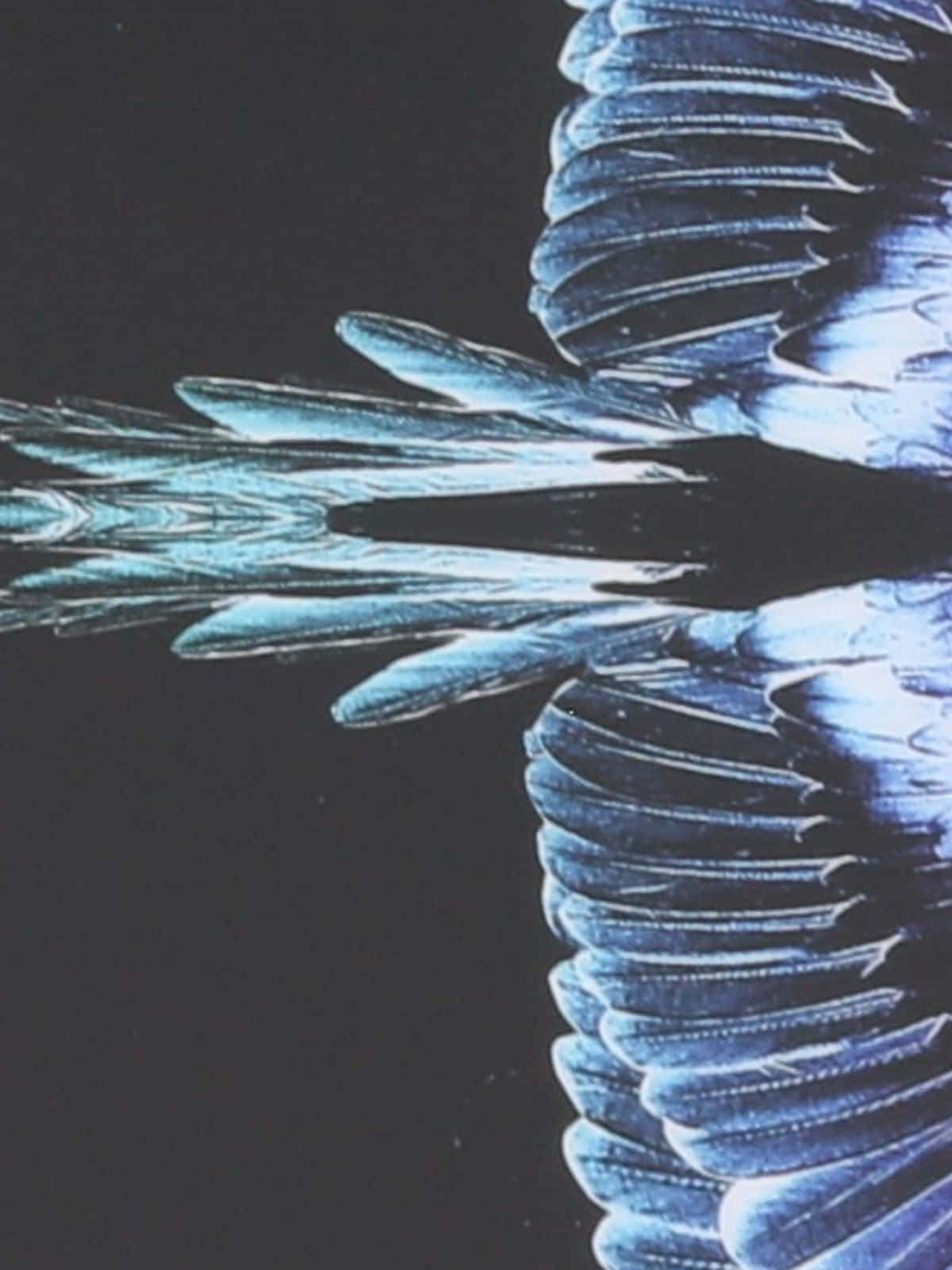 Marcelo Burlon, blue wings, white wings, HD Phone Wallpaper