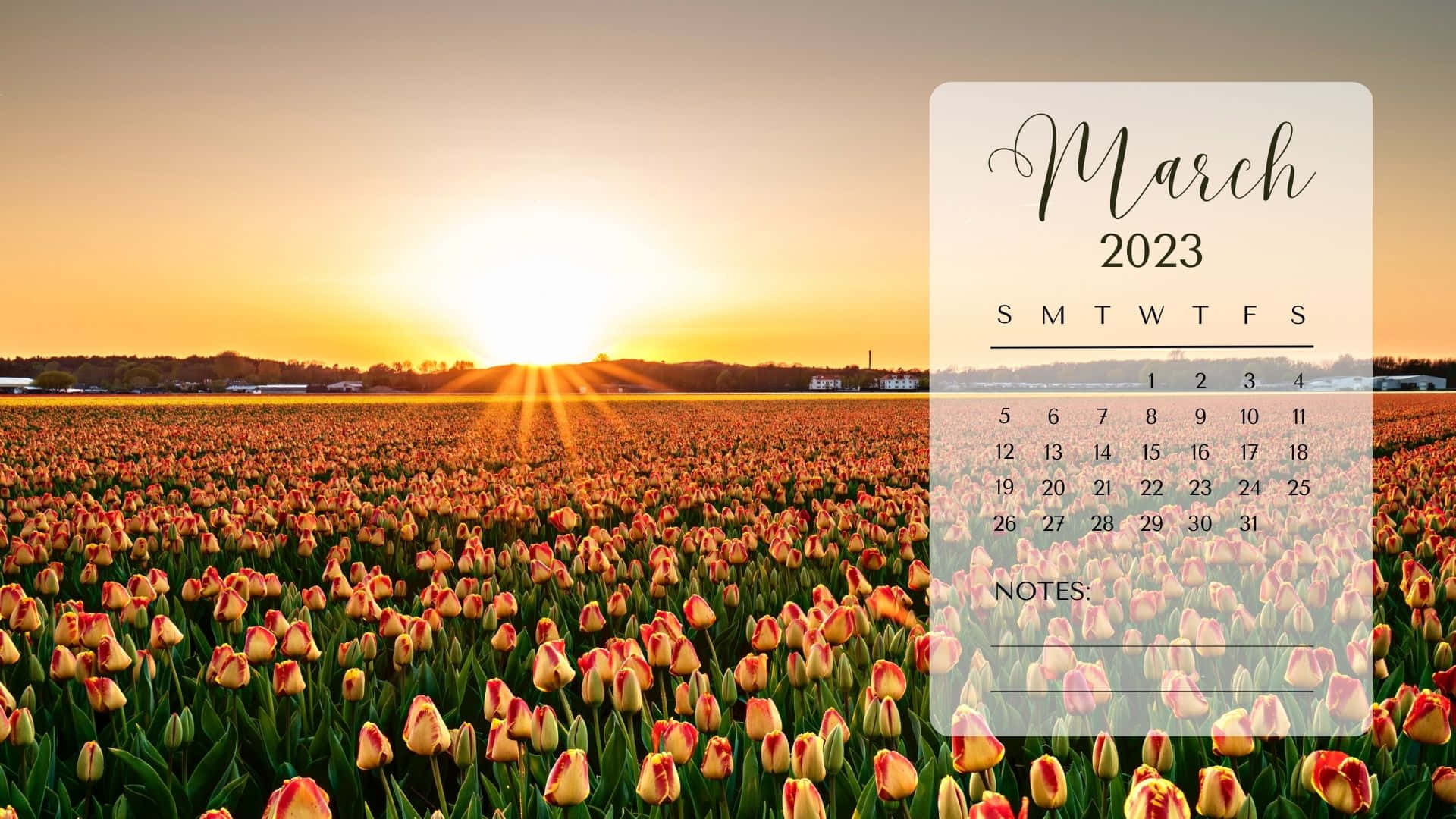 March 2023 calendar, golden sunset, vast field of blooming tulips, Full HD Desktop Wallpaper