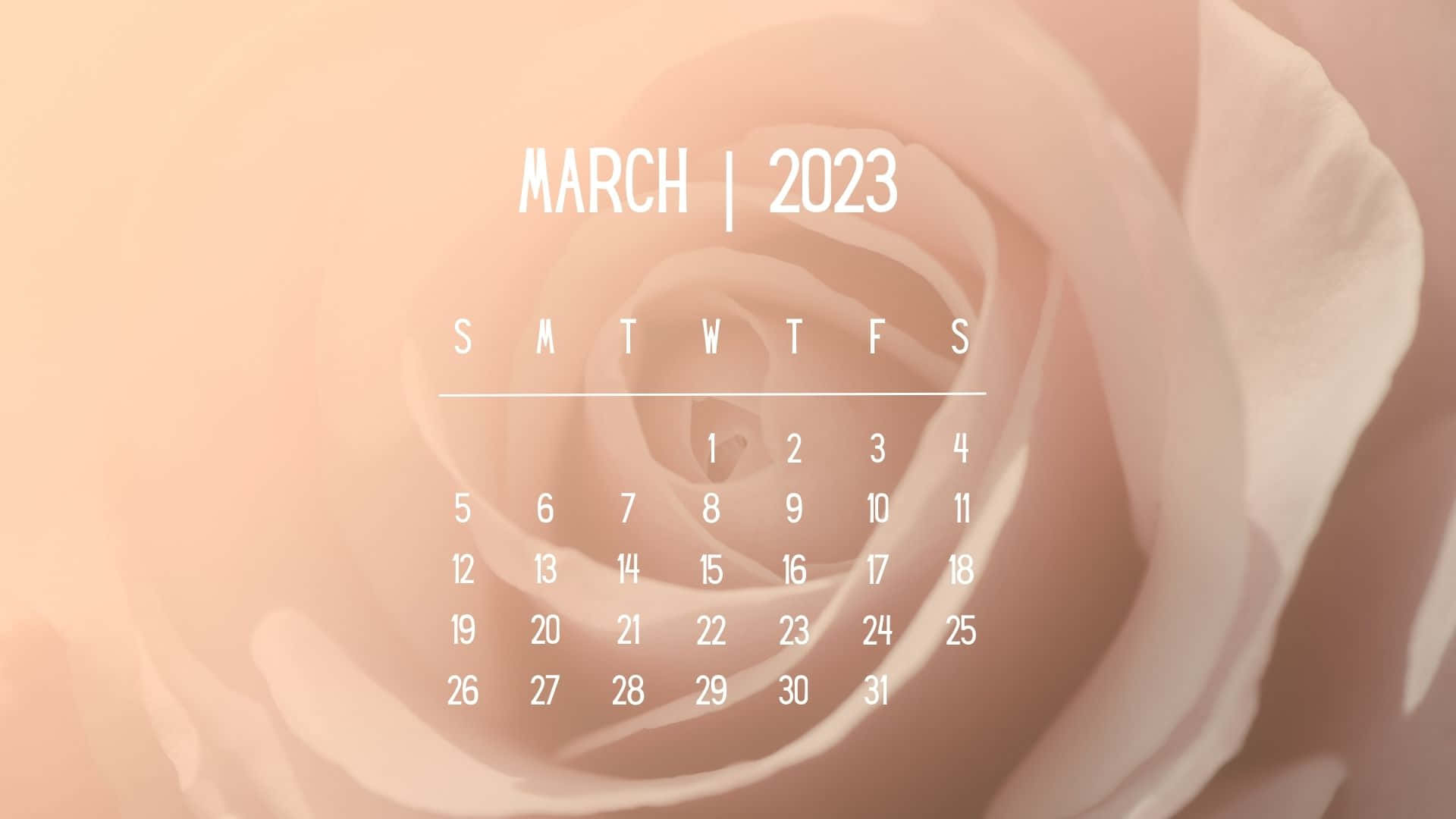 pink rose, peach rose, March 2023 calendar, Full HD Desktop Wallpaper