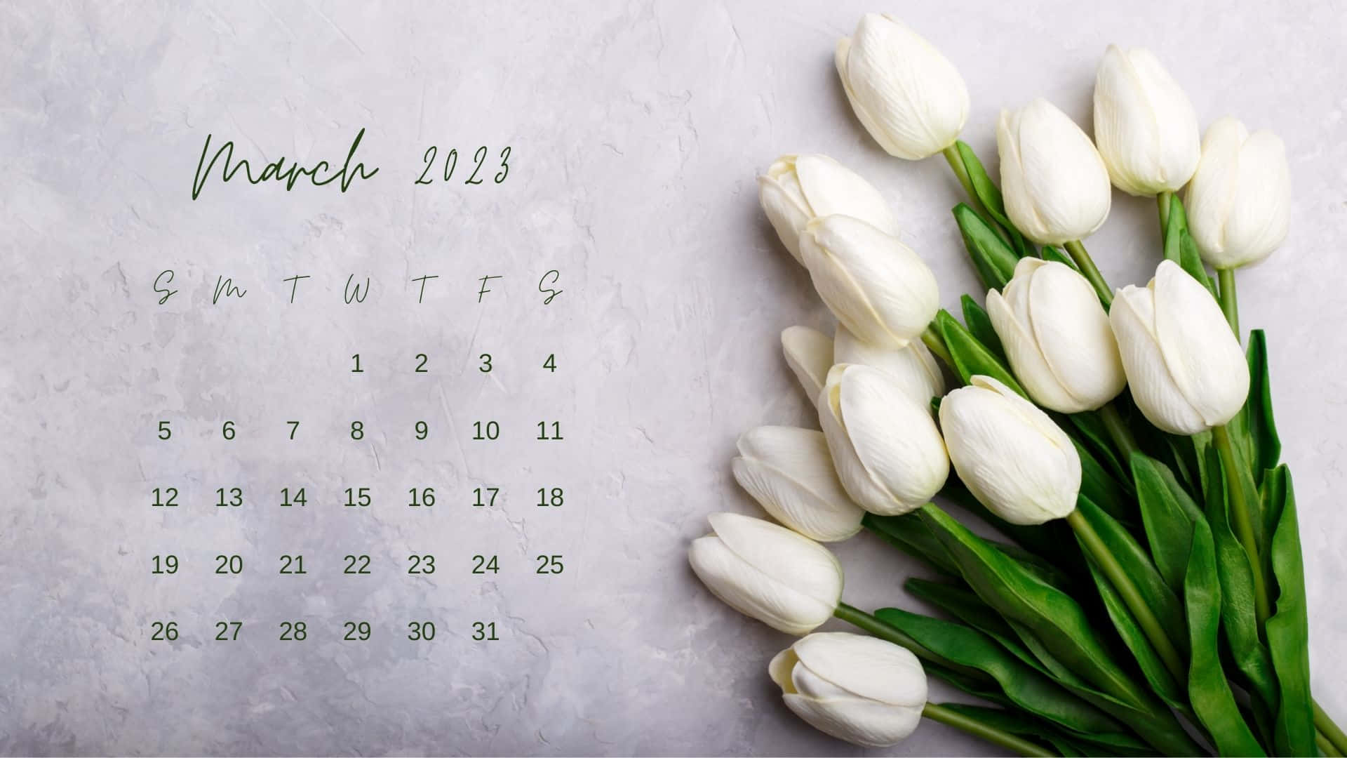 March 2023 Calendar, elegant green script, pristine white tulips, Full HD Desktop Wallpaper