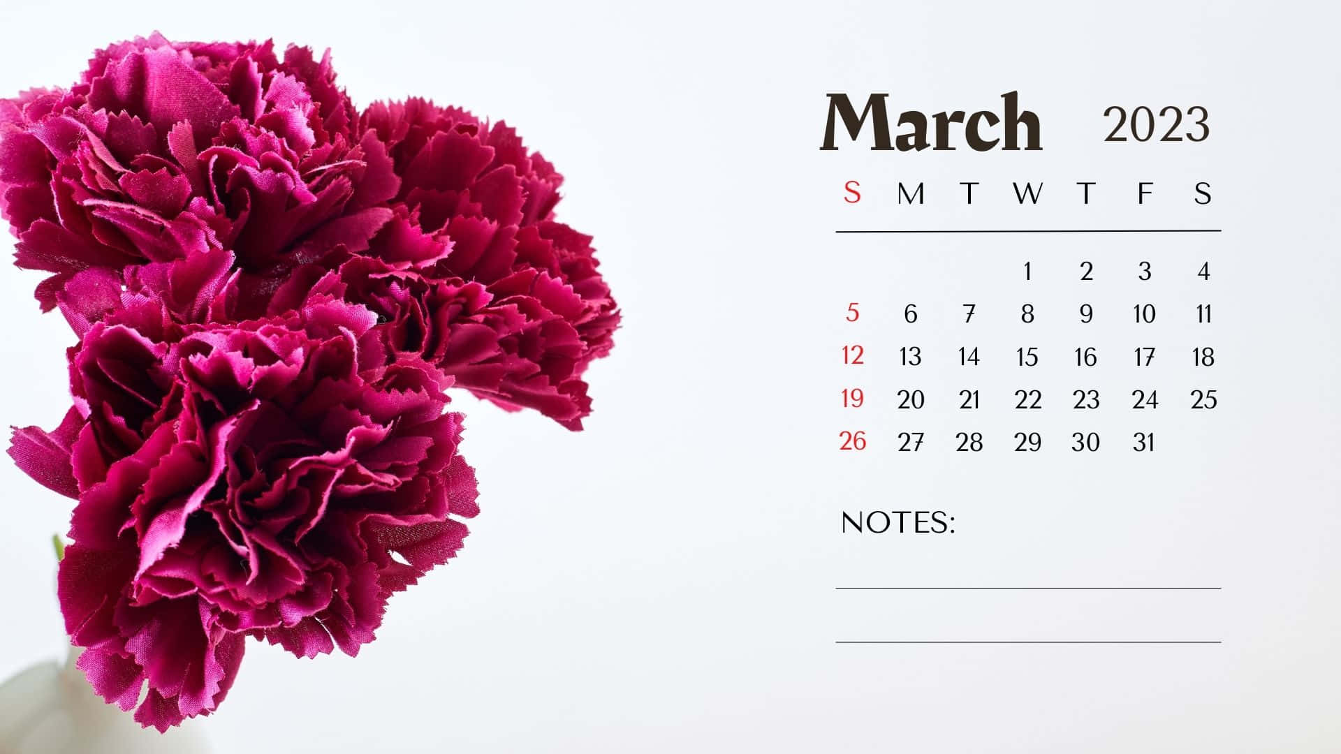 magenta carnations, March 2023 calendar, white background, Full HD Desktop Wallpaper