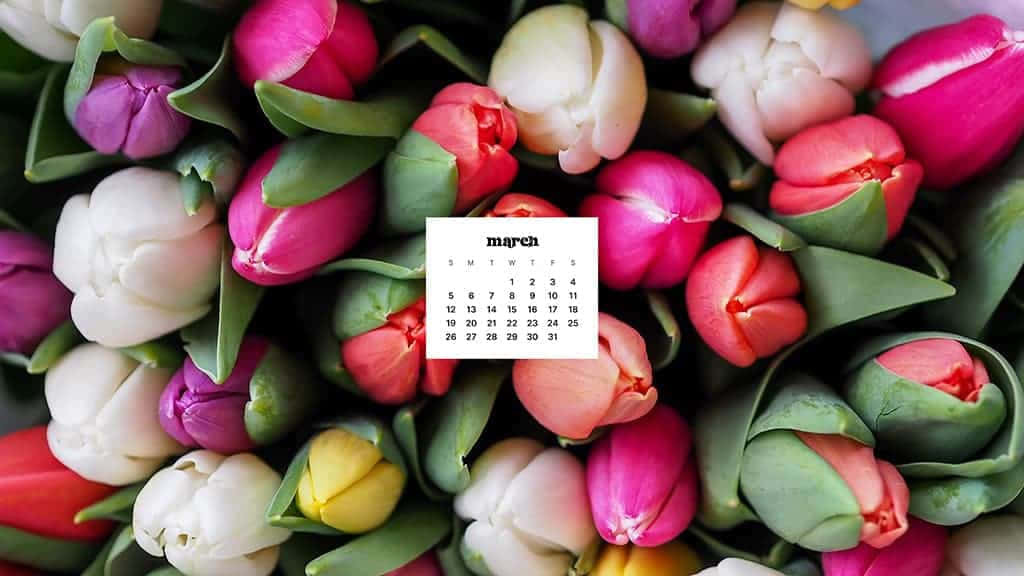 tulips, pink, white, SD Desktop Wallpaper