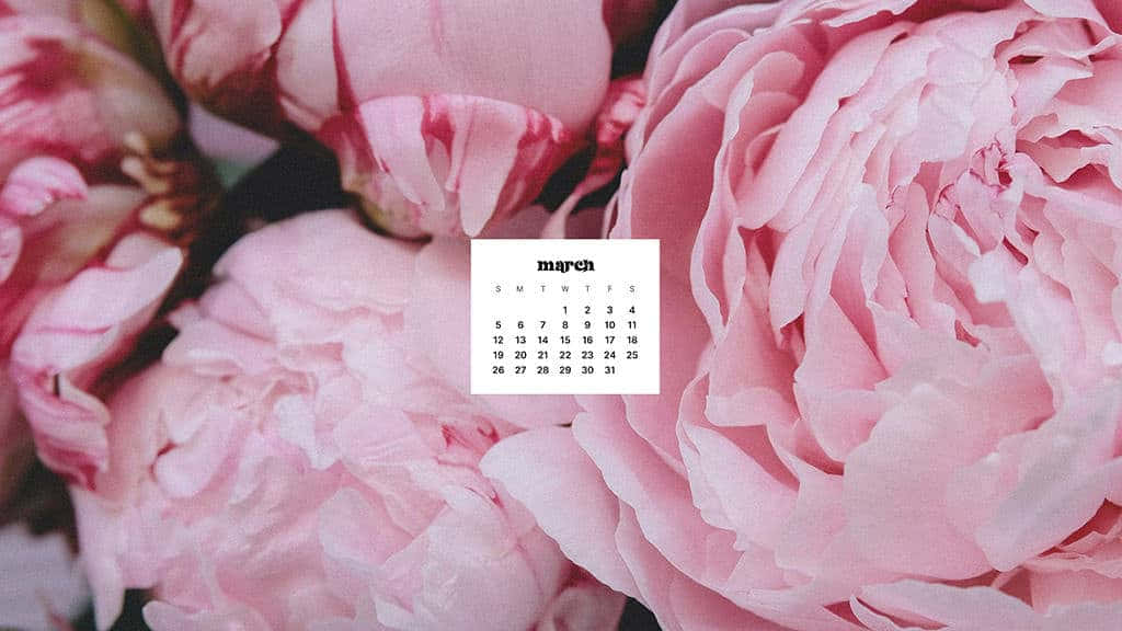 March calendar, soft pink peony bouquet, minimalist white, SD Desktop Wallpaper