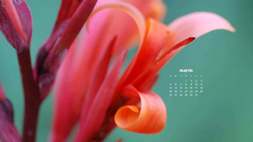 coral flower, curled petals, teal background, SD Desktop Wallpaper