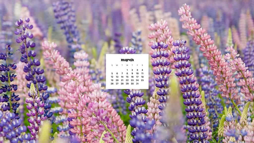 March Desktop, purple lupine flowers, pink lupine flowers, SD Desktop Wallpaper