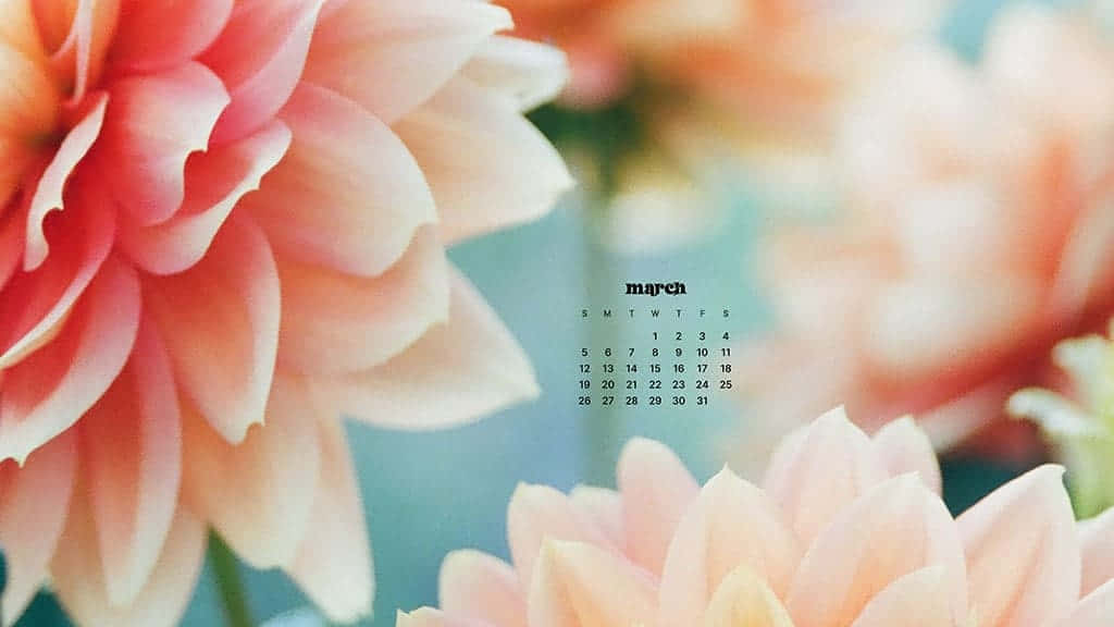 March, peach, pink dahlia, SD Desktop Wallpaper