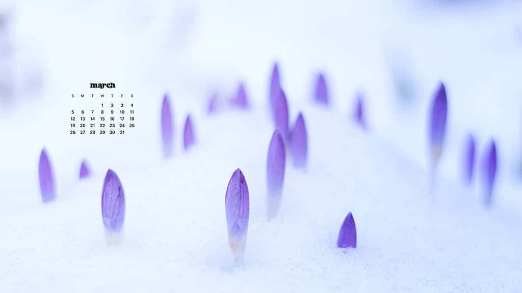 March Desktop, purple crocus buds, fresh snow, SD Desktop Wallpaper