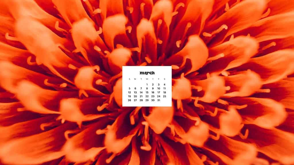 March calendar, vibrant orange flower, white, SD Desktop Wallpaper