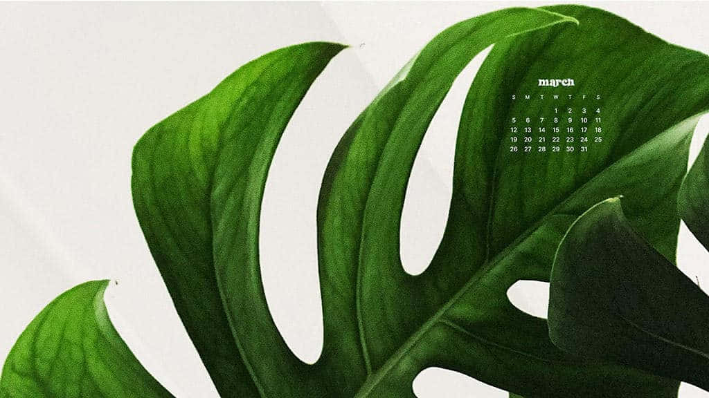 March calendar, vibrant green monstera leaves, soft white background, SD Desktop Wallpaper