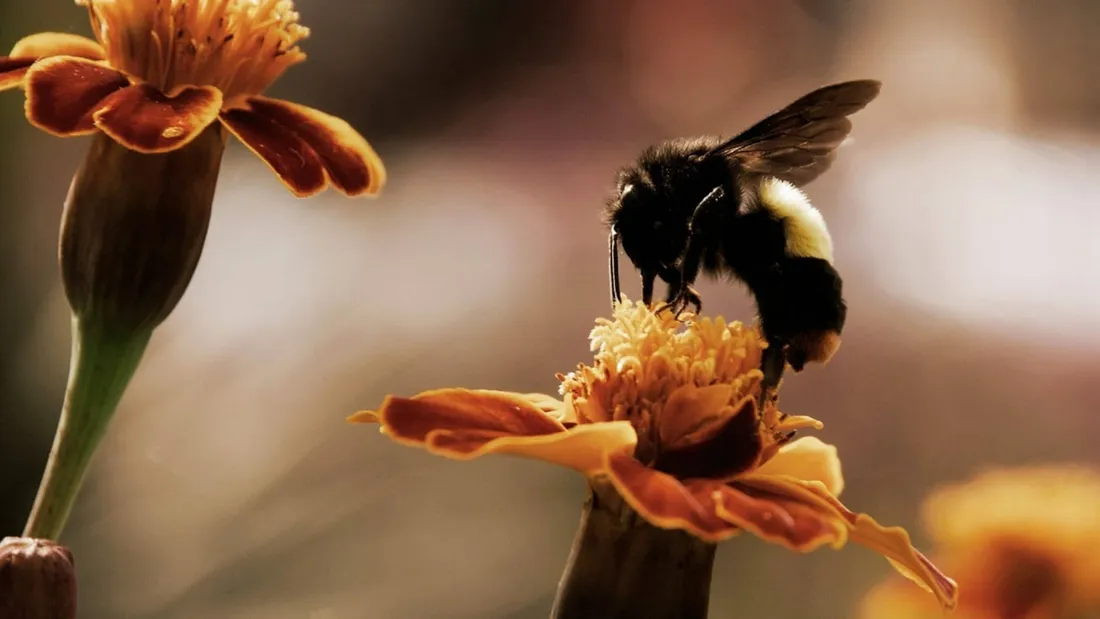 Marigold