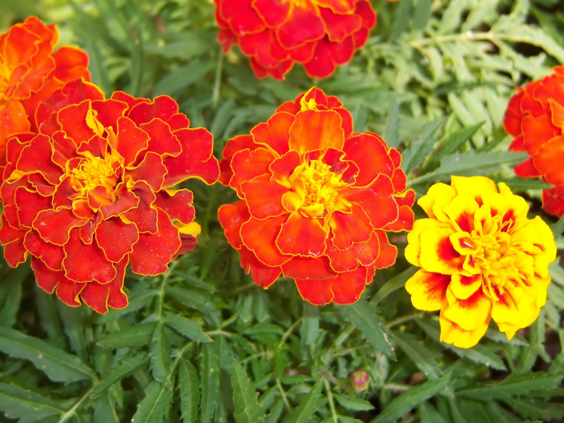 Marigold, red, yellow, Full HD Desktop Wallpaper