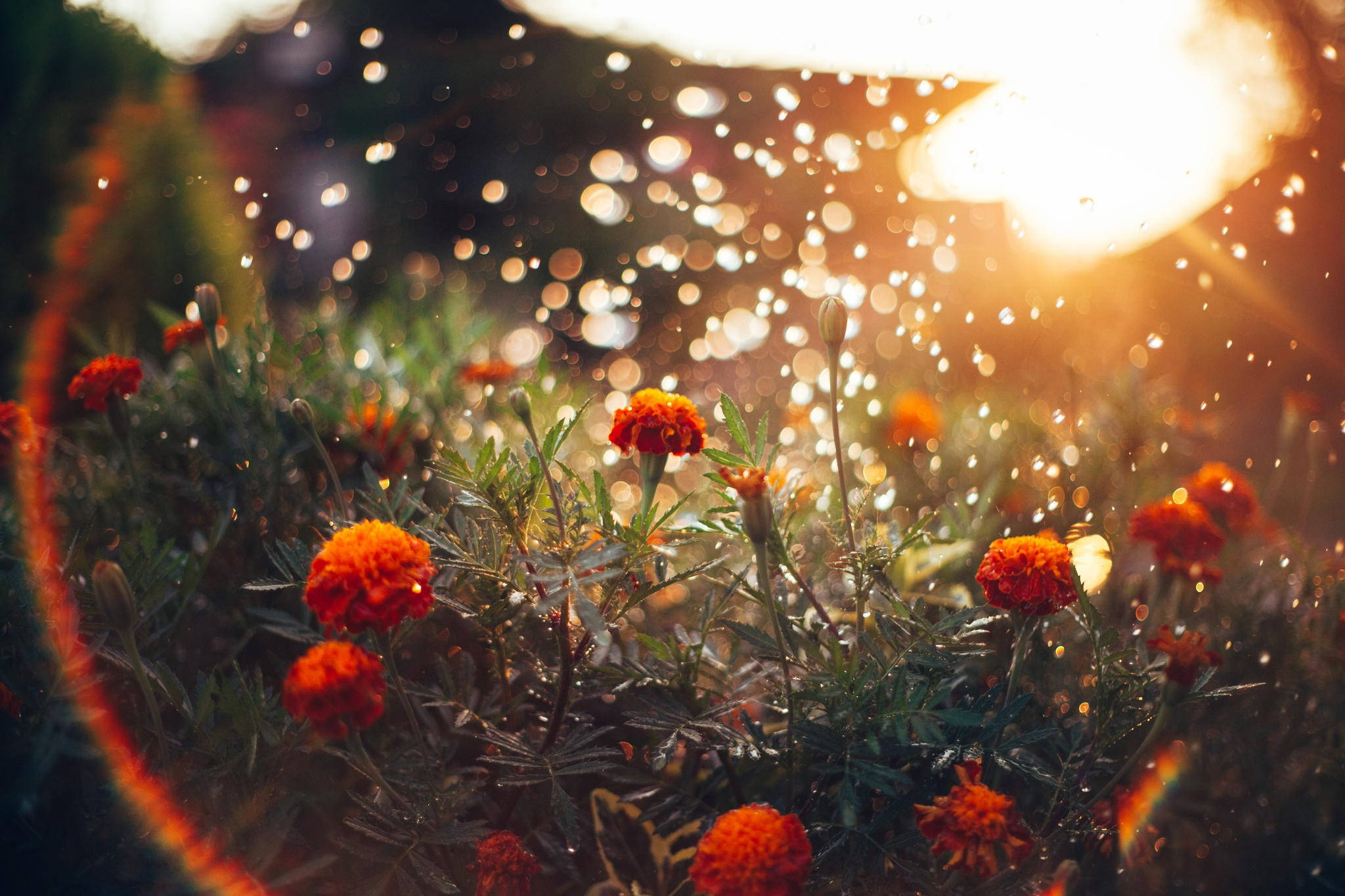 Marigold, bright sunlight, vibrant orange, Full HD Desktop Wallpaper