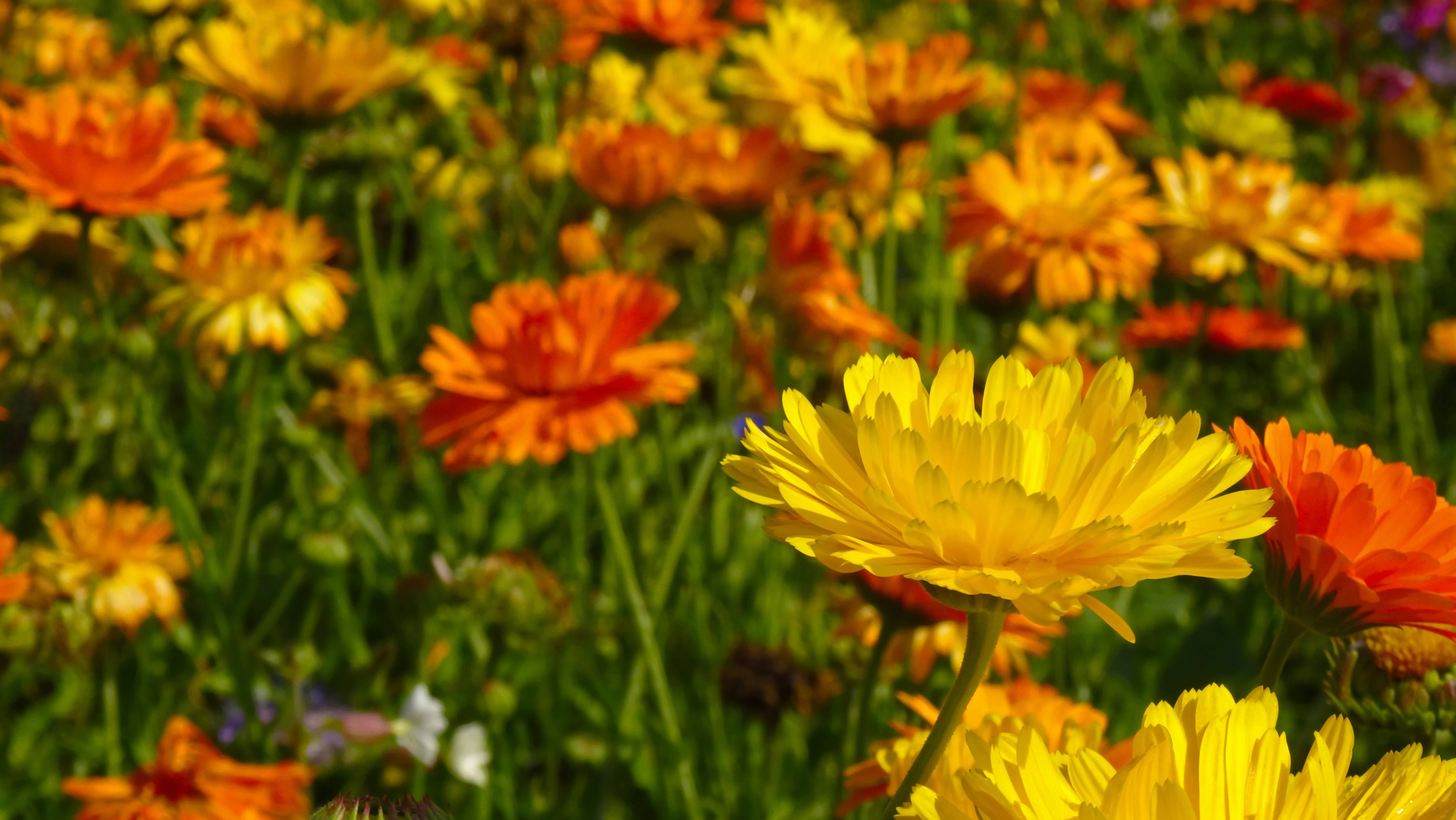 marigold, yellow, orange, 5K Desktop Wallpaper
