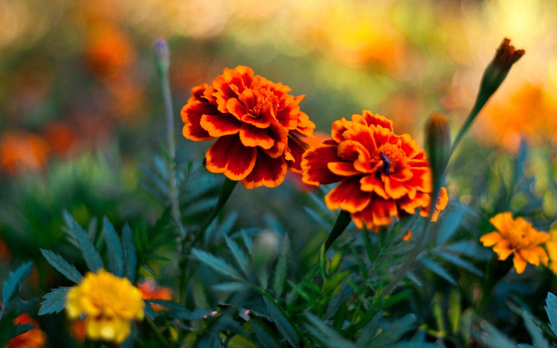 orange marigold flowers, soft focus garden, warm golden light, Full HD Desktop Wallpaper