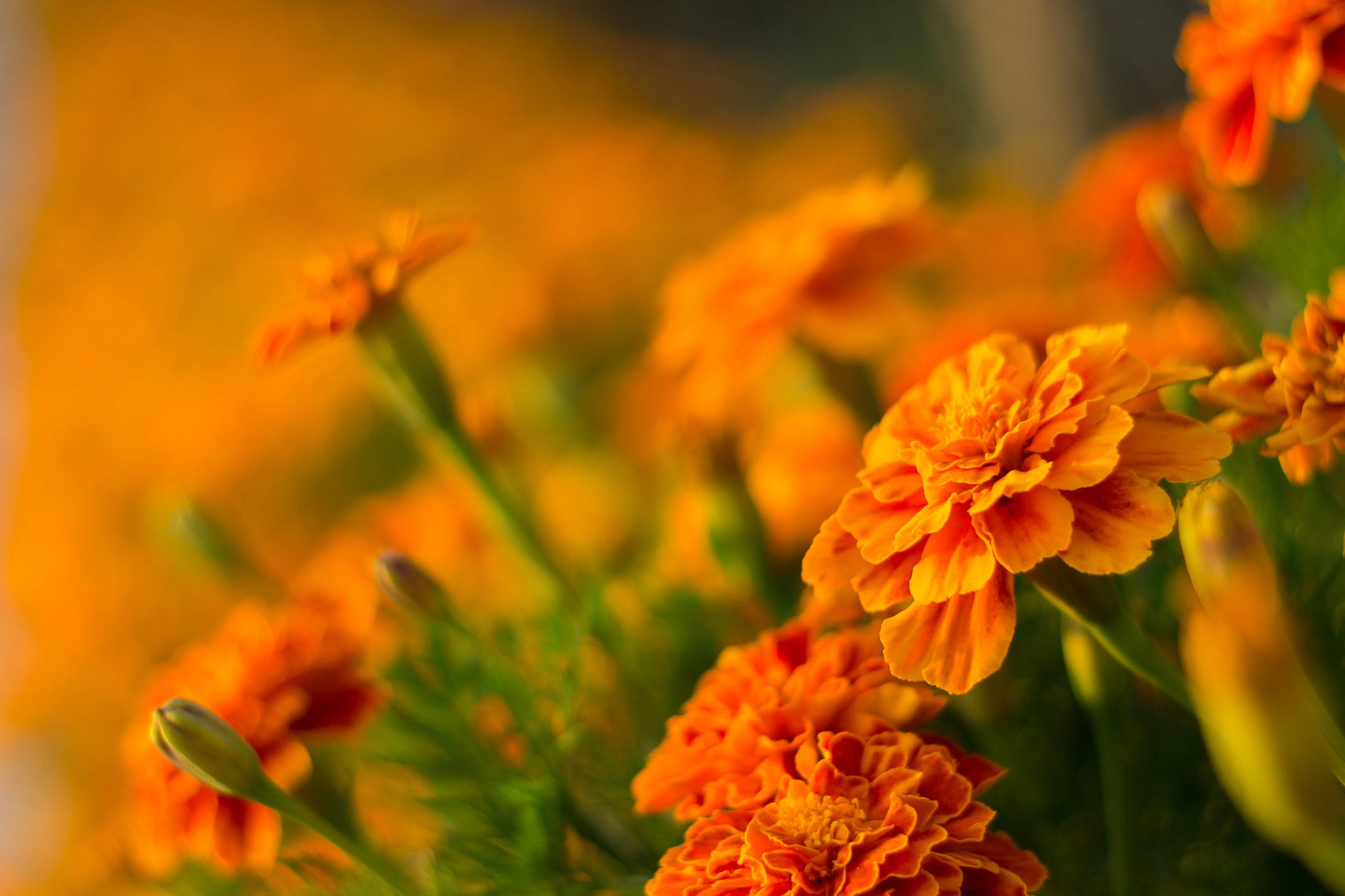 Marigold, vibrant orange, lush green stems, Full HD Desktop Wallpaper