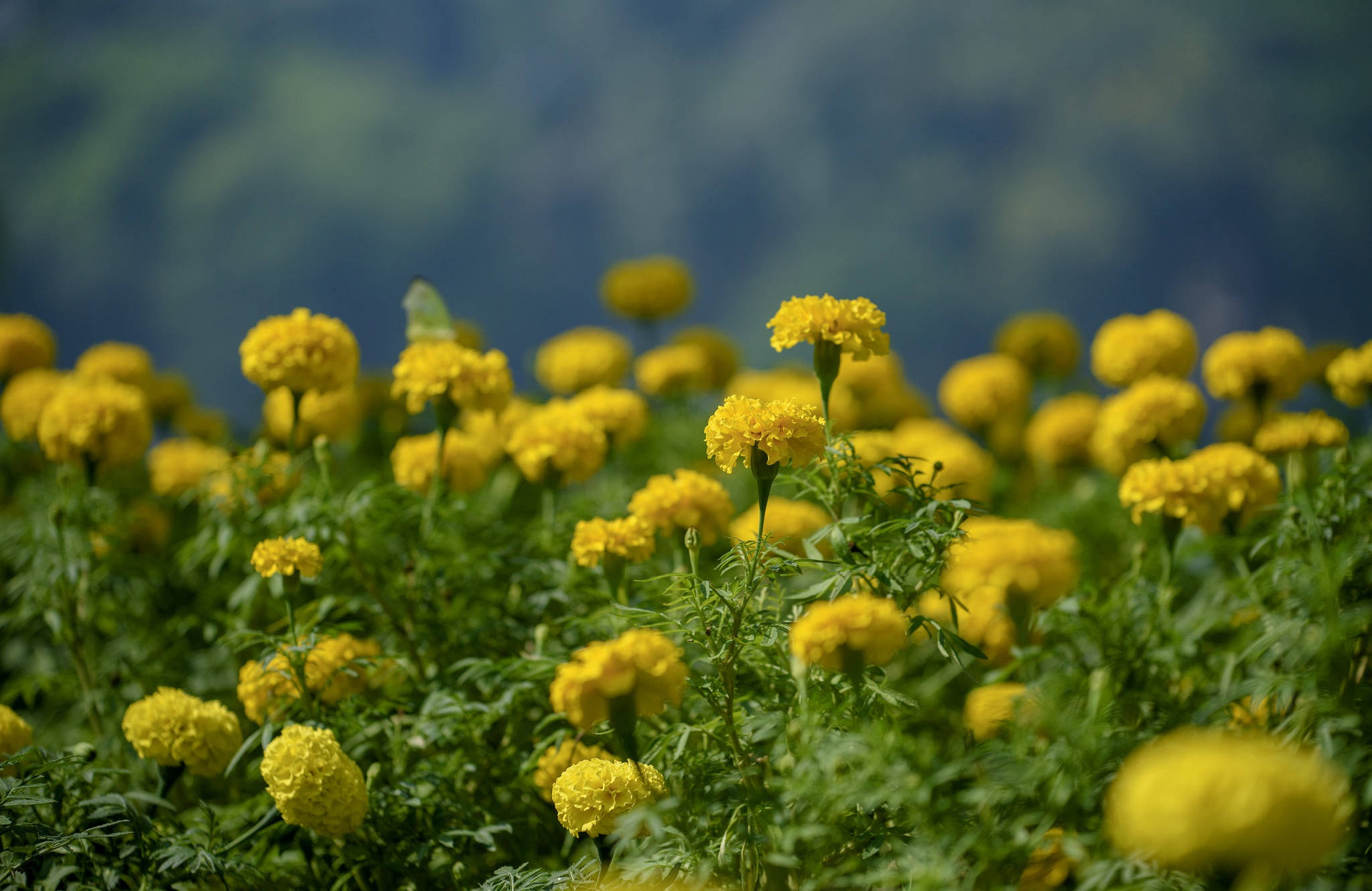 Marigold, vibrant yellow, lush green fields, Full HD Desktop Wallpaper