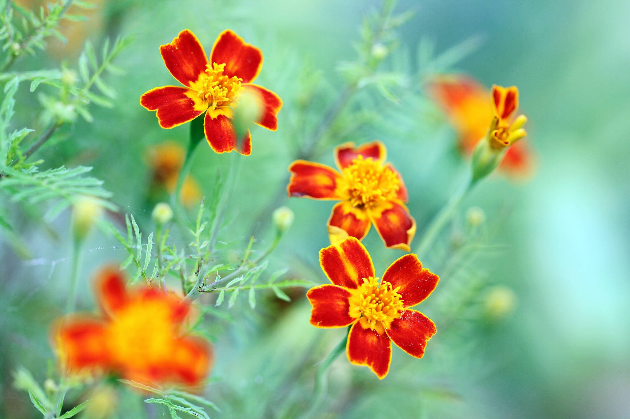 red marigold flowers, orange and yellow marigolds, soft green foliage, Full HD Desktop Wallpaper