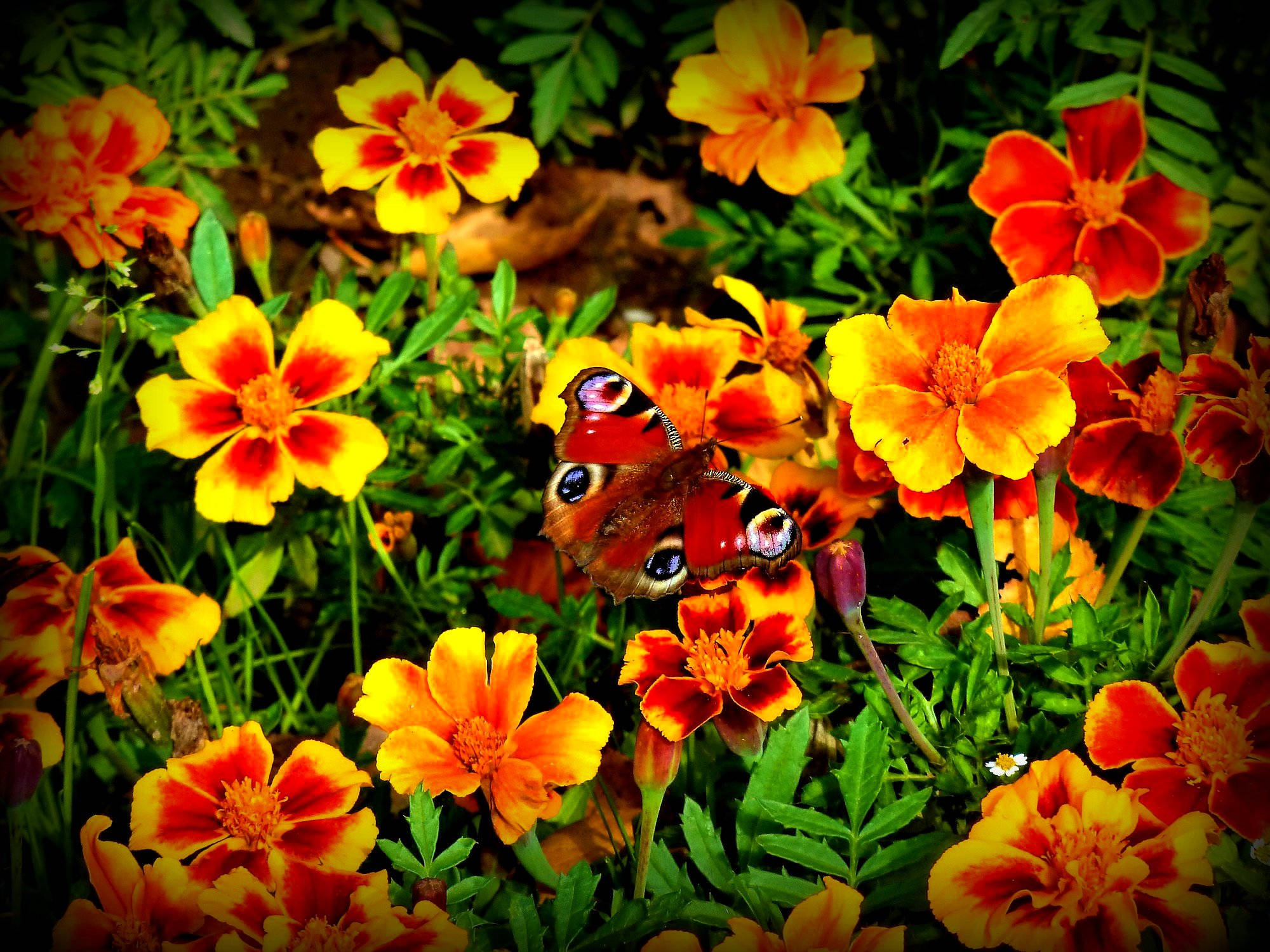 Marigold, red butterfly, peacock butterfly, Full HD Desktop Wallpaper
