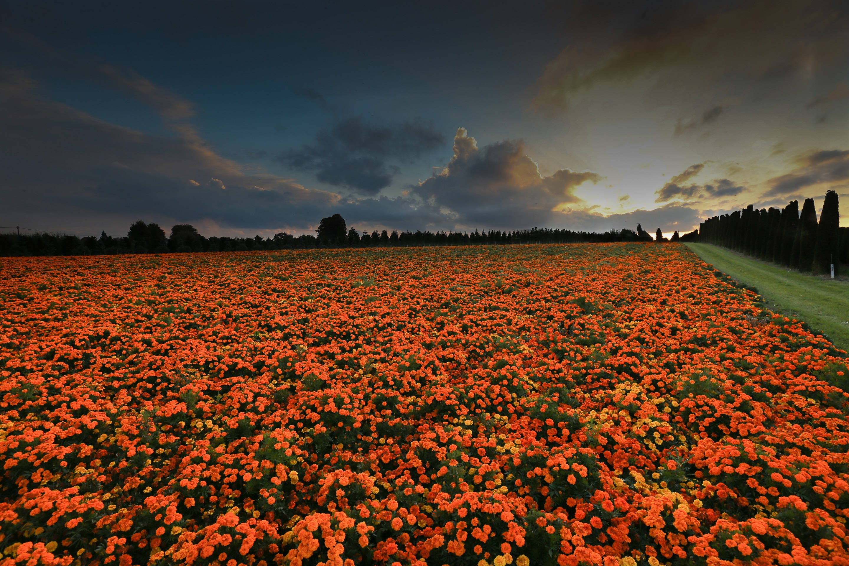 marigold flower field, twilight sky, dark clouds, 2K Desktop Wallpaper
