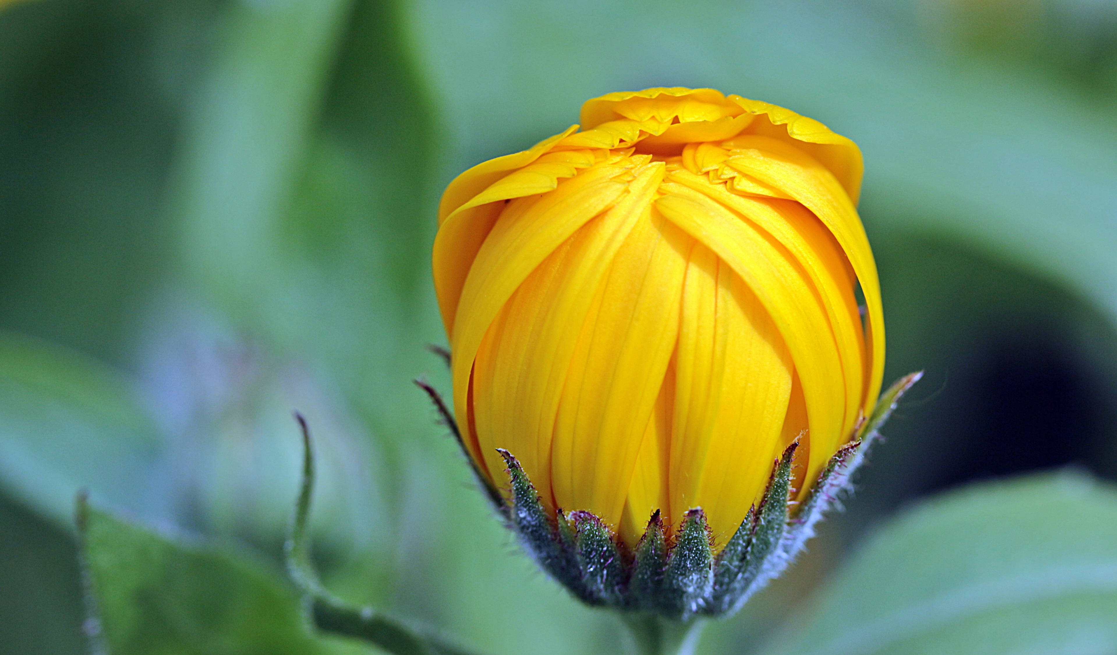 Marigold, yellow, flower bud, 2K Desktop Wallpaper