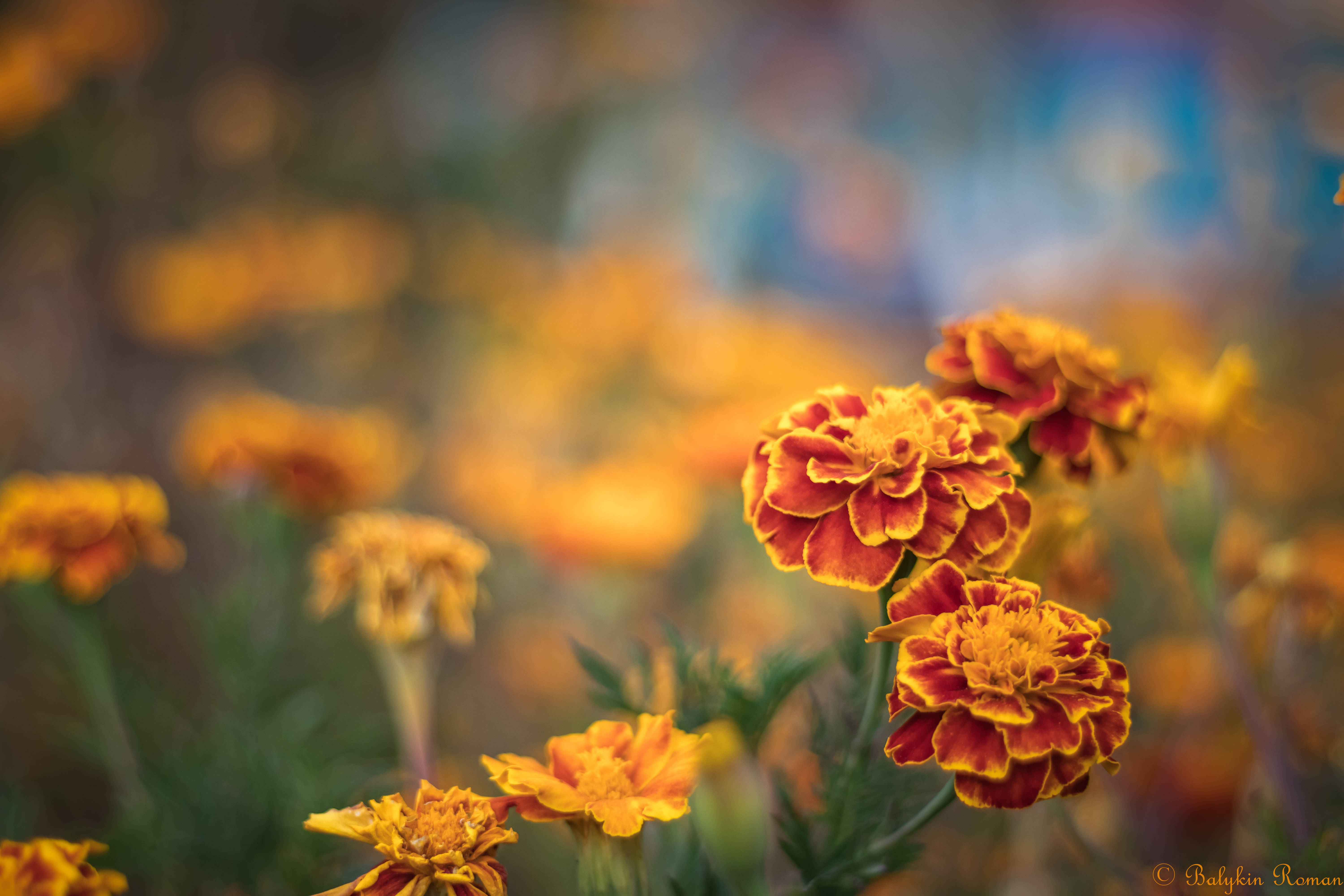 red marigold, vibrant orange, yellow marigolds, 5K Desktop Wallpaper