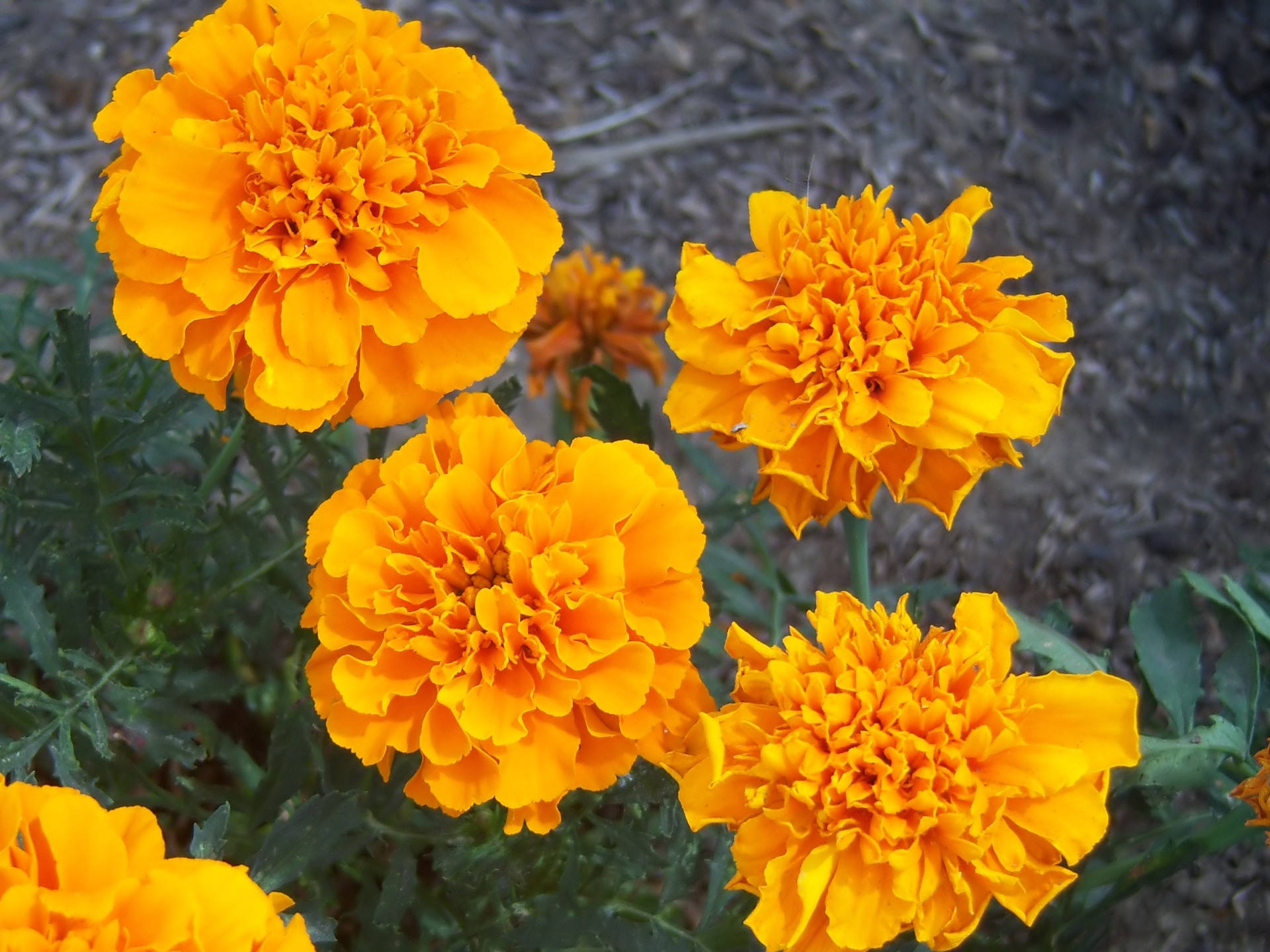 golden marigold flowers, vibrant orange marigolds, dark mulch, Full HD Desktop Wallpaper